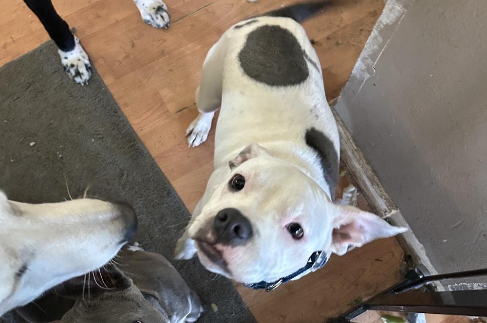 Enlarge Babe, a Adoptable mixed breed in Colorado Springs, CO image 3/3