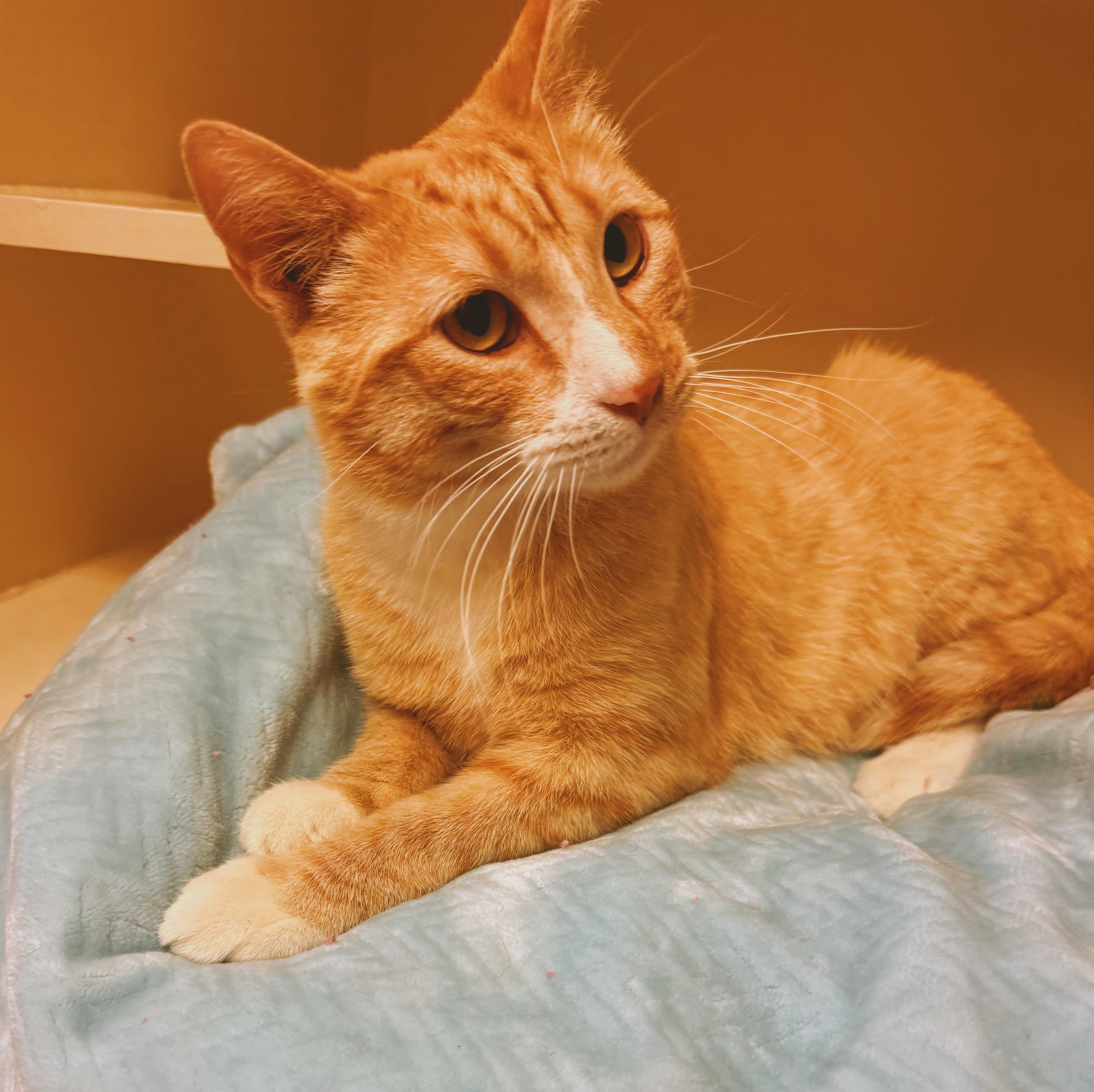 Tipsy, a ADOPTABLE Domestic Short Hair in Hays, KS image 3/6