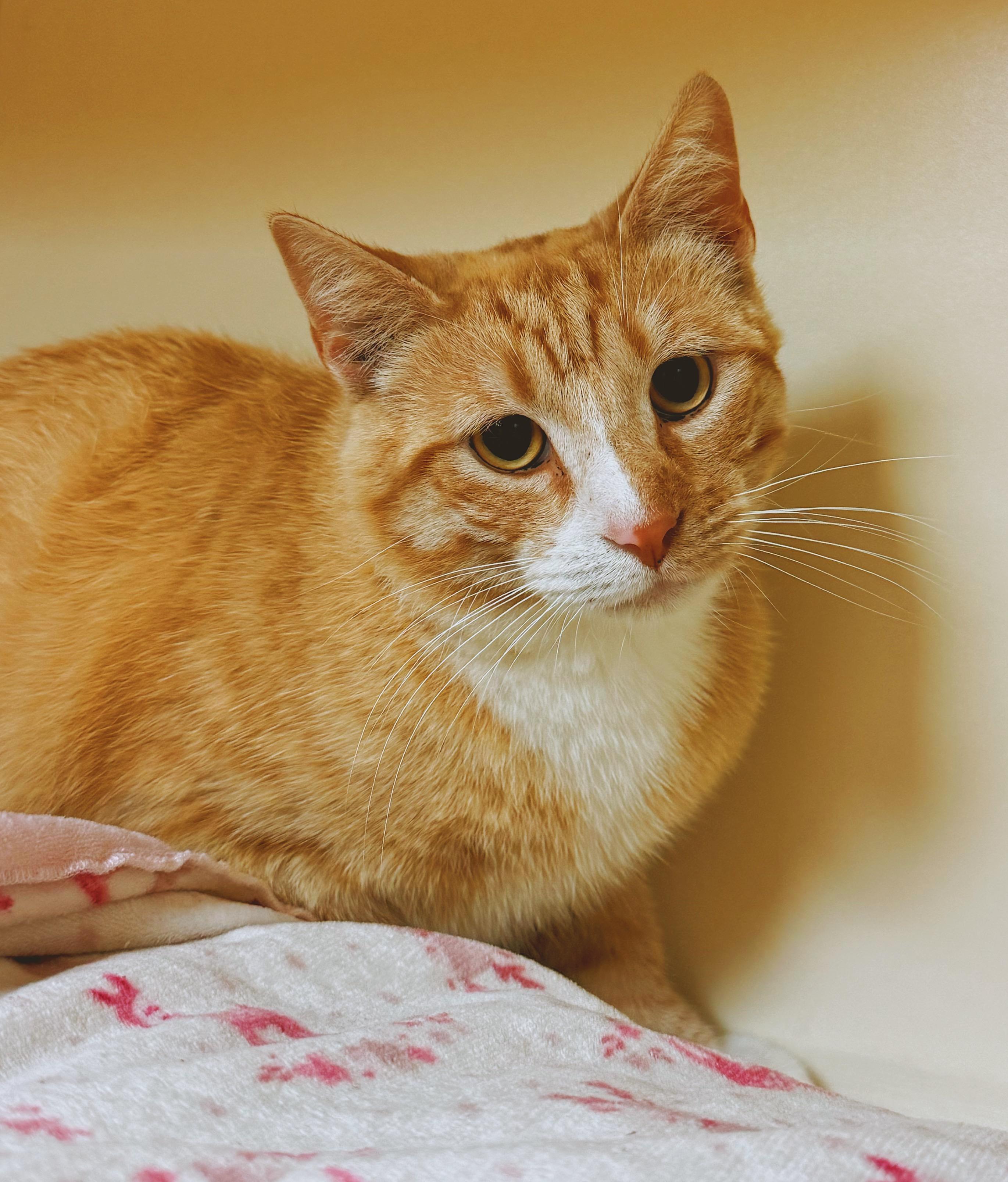 Tipsy, a ADOPTABLE Domestic Short Hair in Hays, KS image 4/6