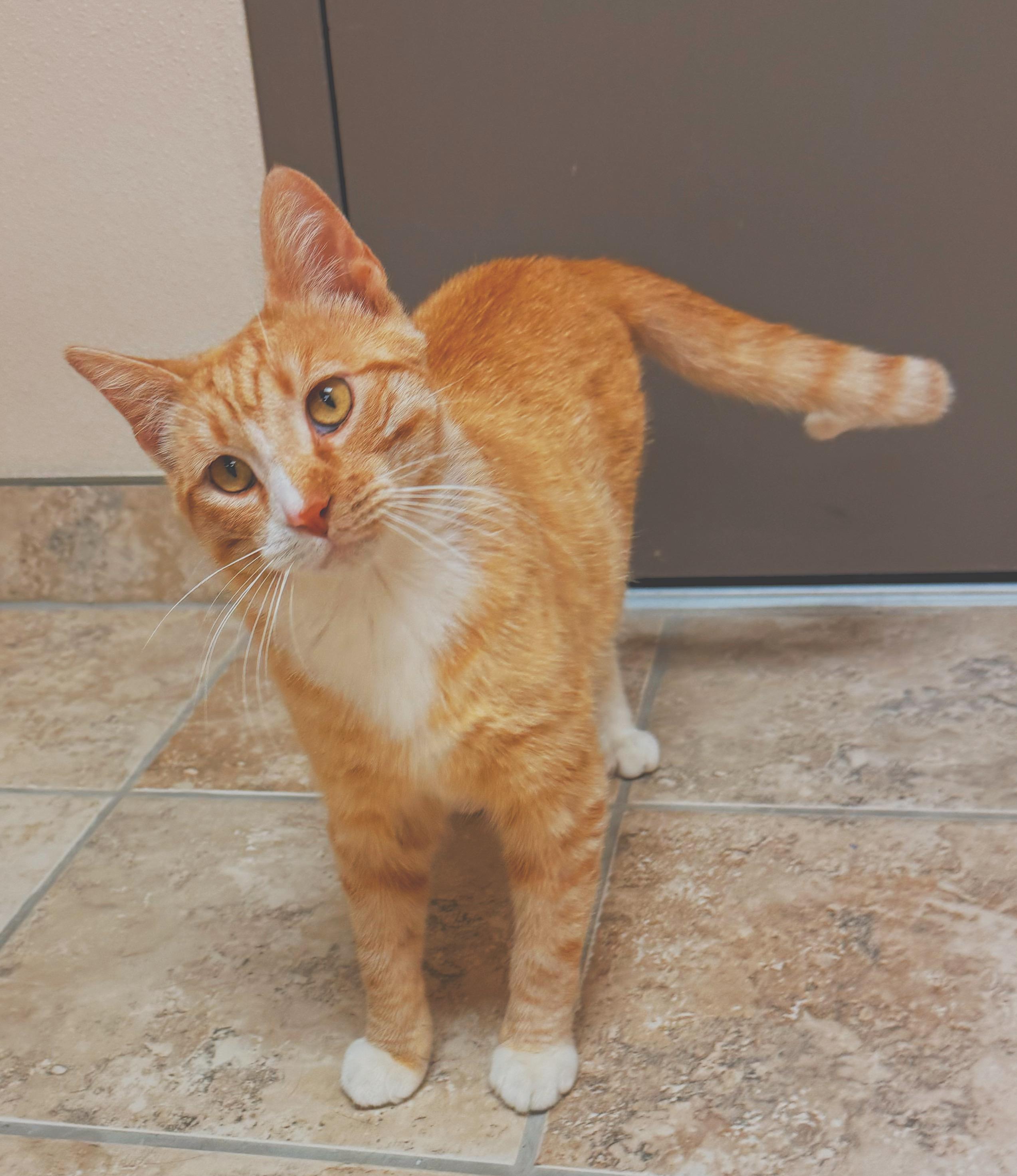 Tipsy, a ADOPTABLE Domestic Short Hair in Hays, KS image 2/6