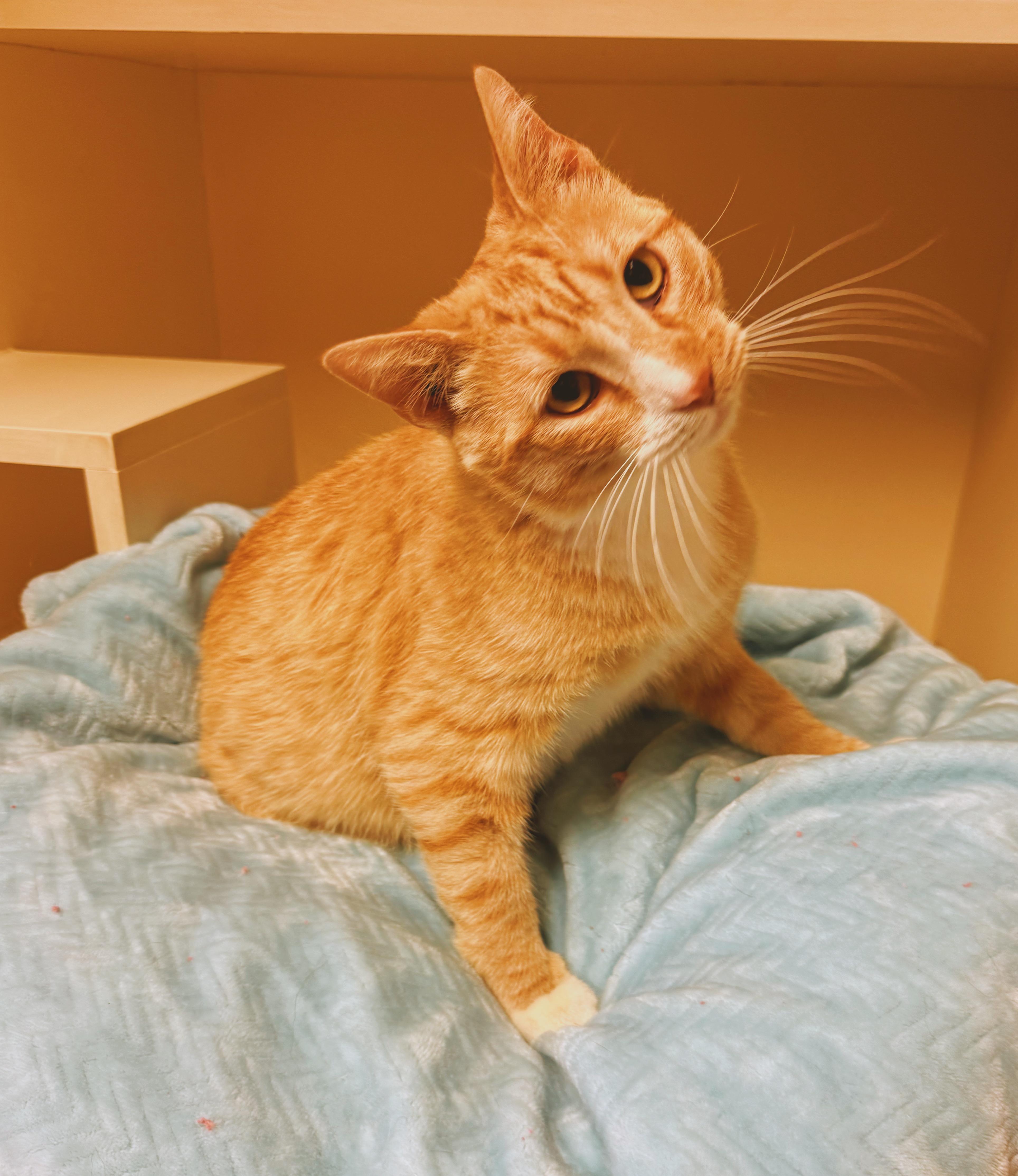 Tipsy, a ADOPTABLE Domestic Short Hair in Hays, KS image 6/6