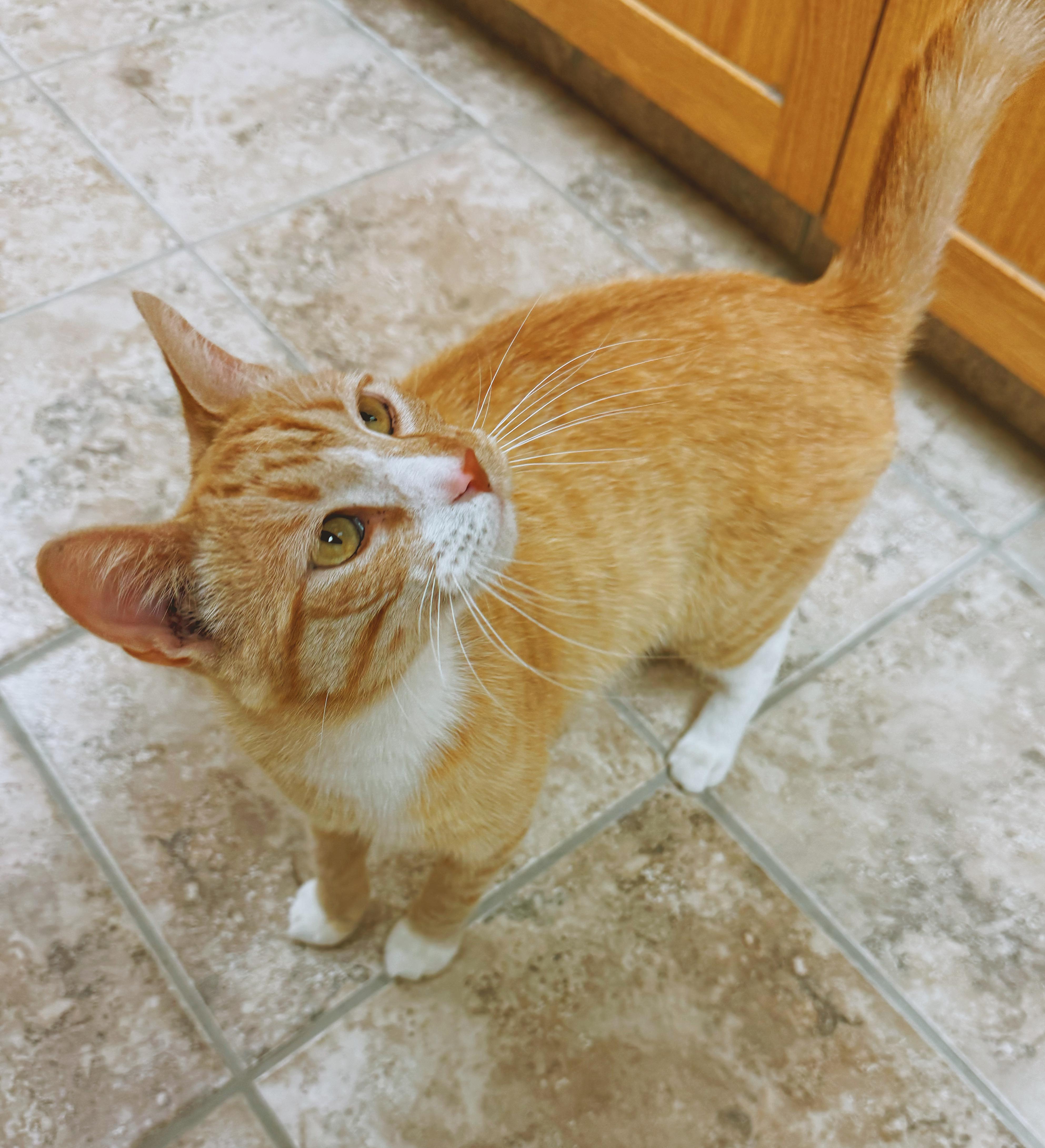 Tipsy, a ADOPTABLE Domestic Short Hair in Hays, KS image 5/6