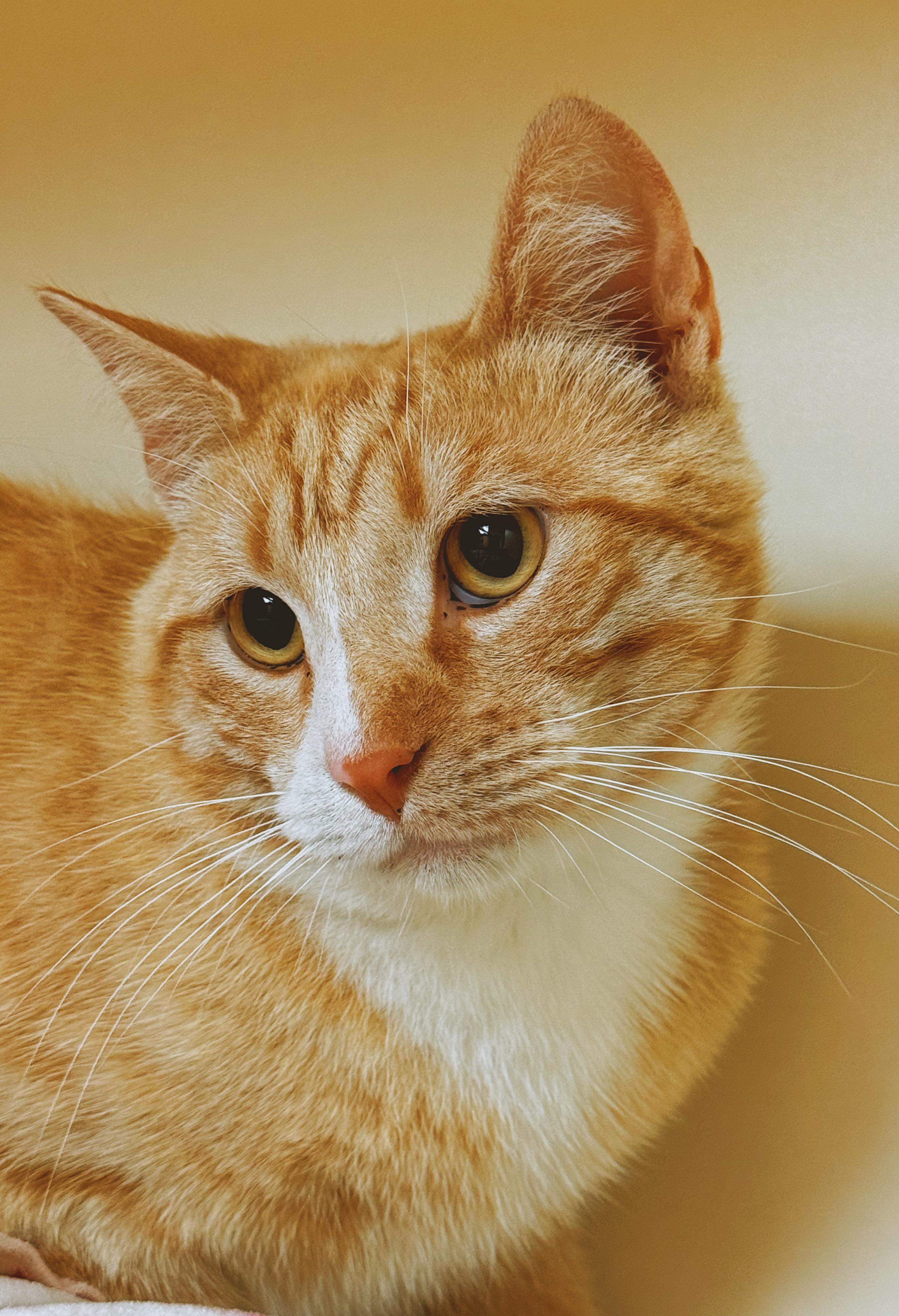 Tipsy, a ADOPTABLE Domestic Short Hair in Hays, KS image 1/6