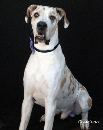 Emmit photo 1