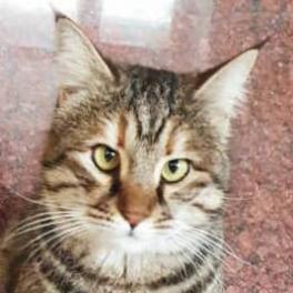 Enlarge Charlotte - Afghanistan, a Adoptable Domestic Short Hair in Fairfax, VA image 1/6