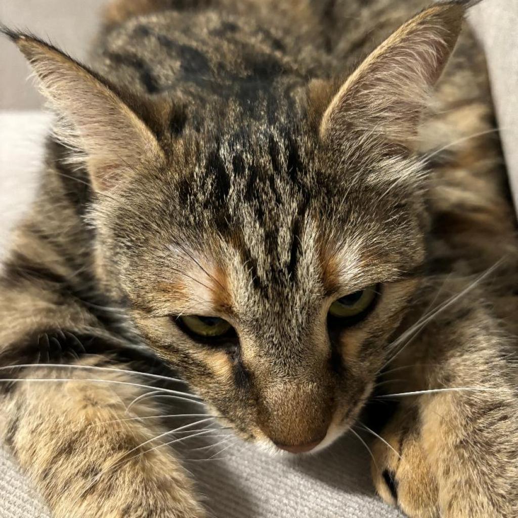 Enlarge Charlotte - Afghanistan, a Adoptable Domestic Short Hair in Fairfax, VA image 2/6