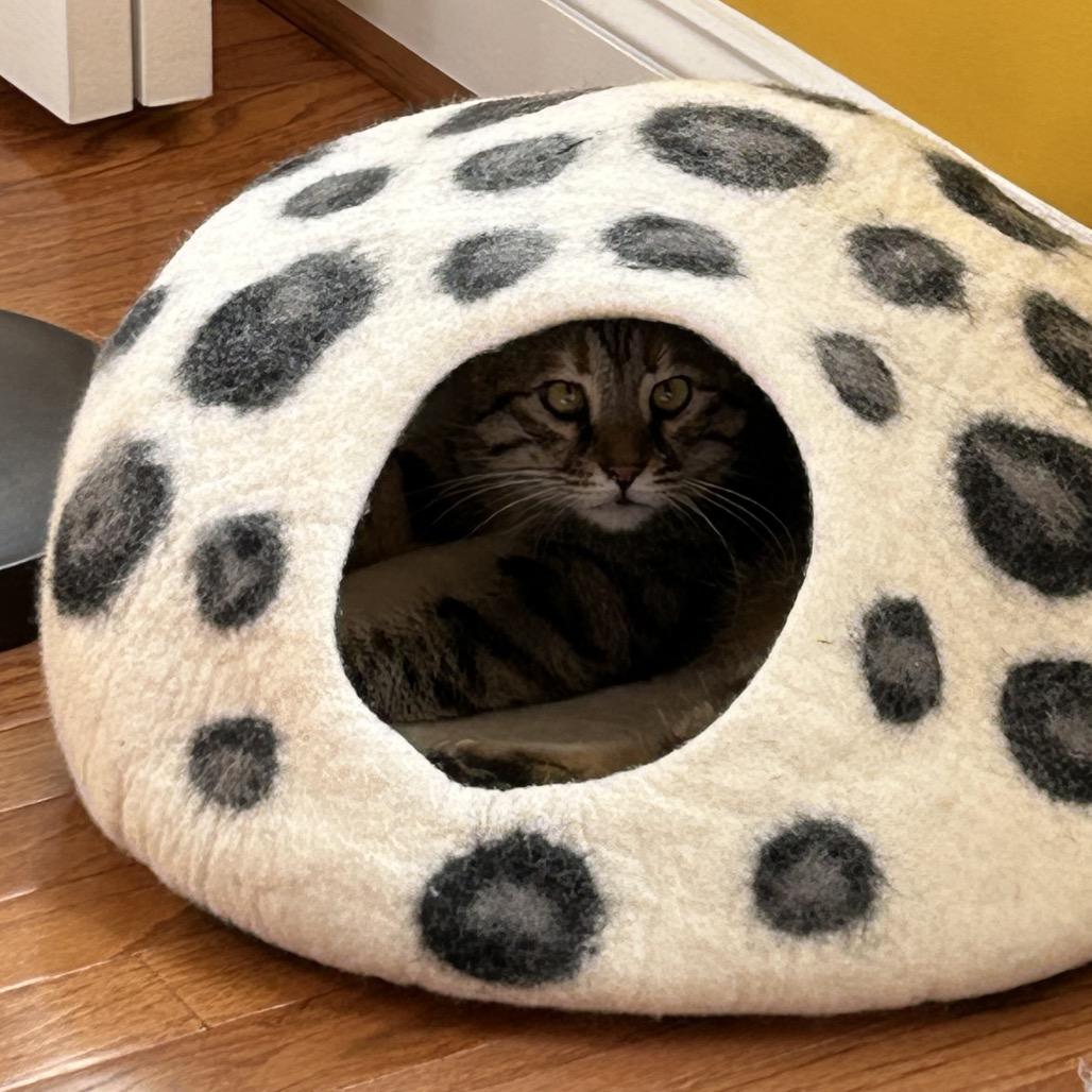 Enlarge Charlotte - Afghanistan, a Adoptable Domestic Short Hair in Fairfax, VA image 3/6