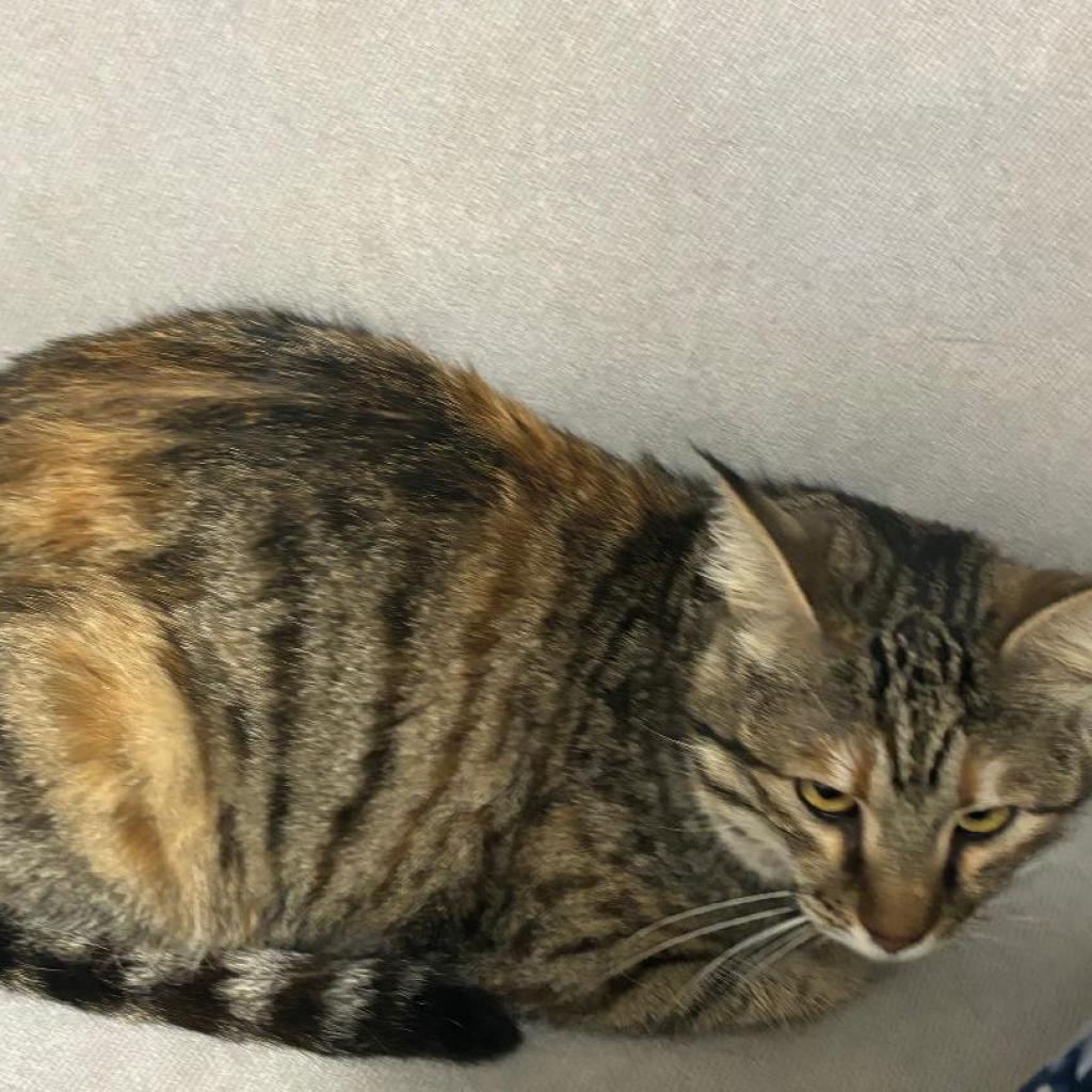 Enlarge Charlotte - Afghanistan, a Adoptable Domestic Short Hair in Fairfax, VA image 4/6