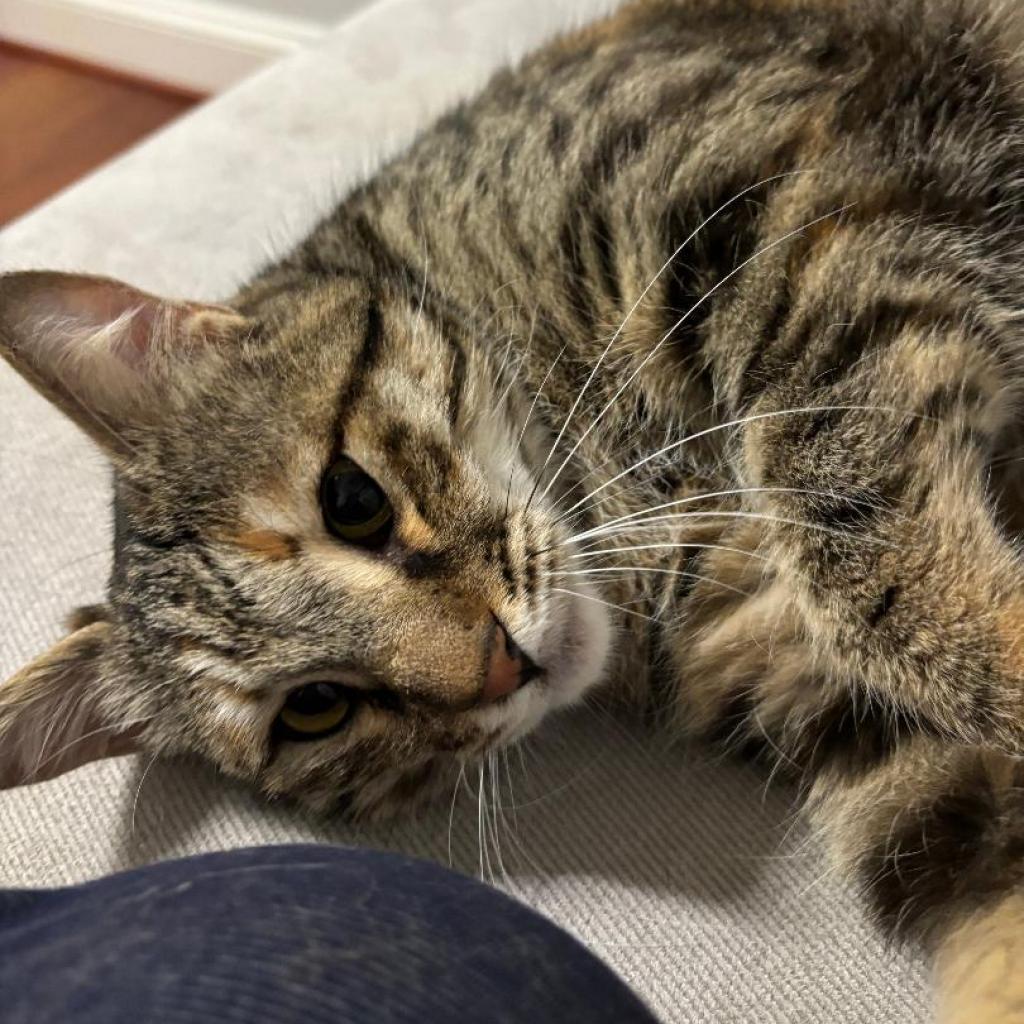Enlarge Charlotte - Afghanistan, a Adoptable Domestic Short Hair in Fairfax, VA image 5/6