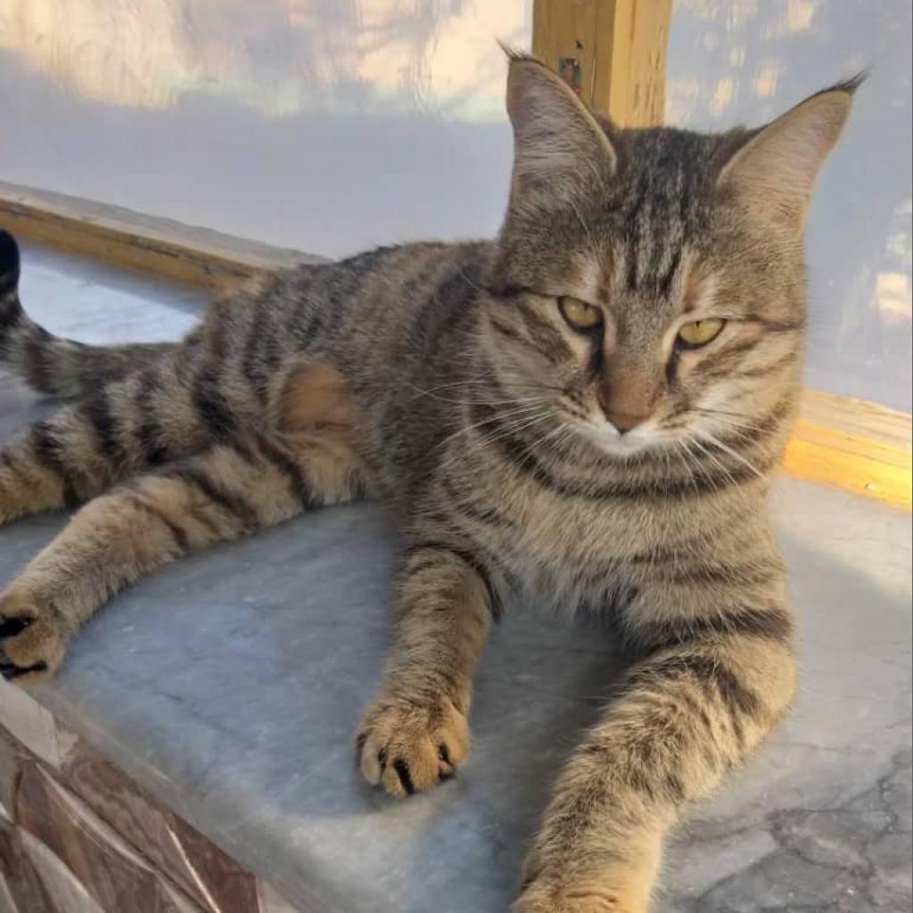 Charlotte - Afghanistan — thumbnail 6