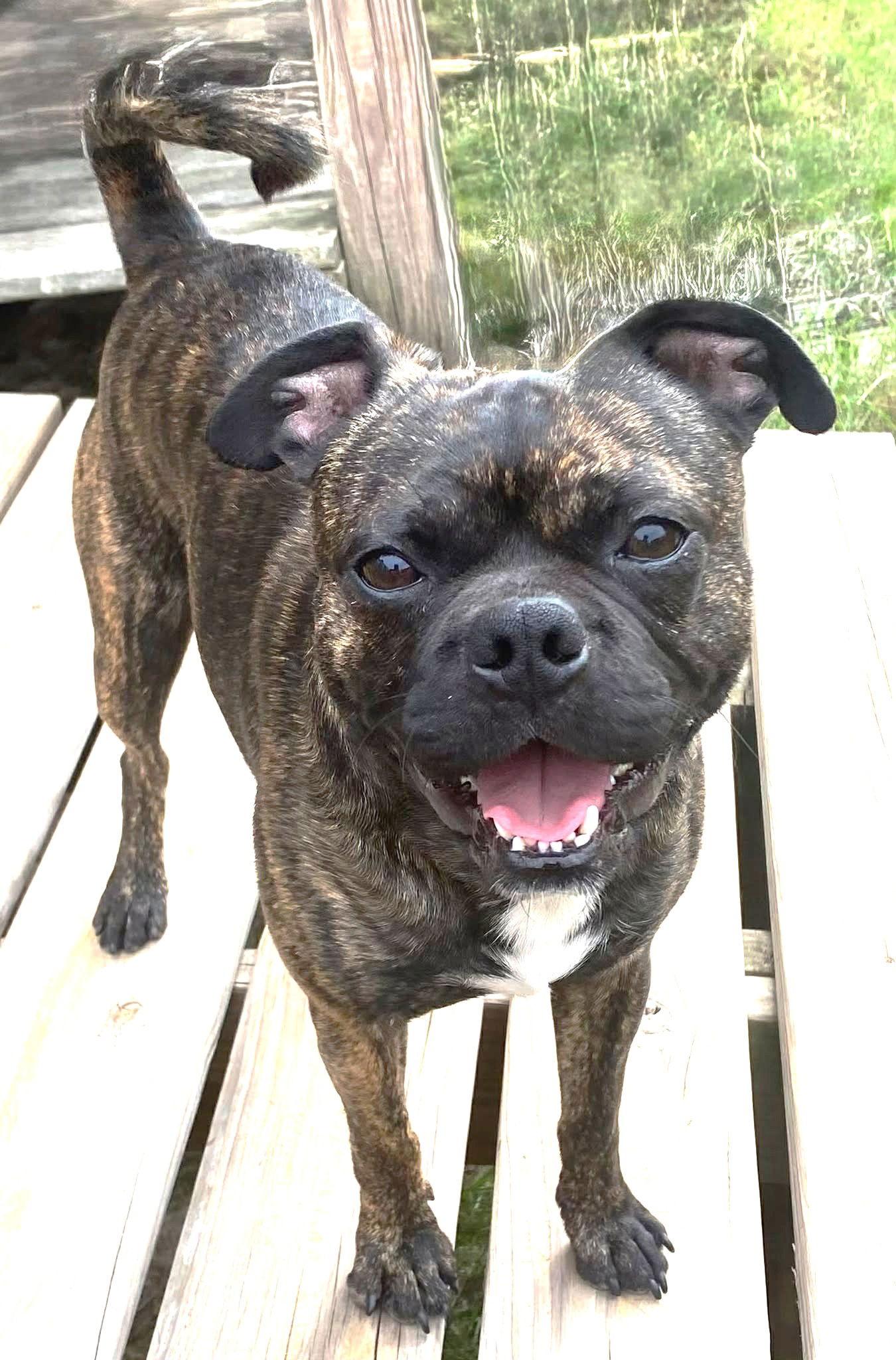 Vera's Bandy TX, Adoptable, Young Male Boston Terrier & Pug.