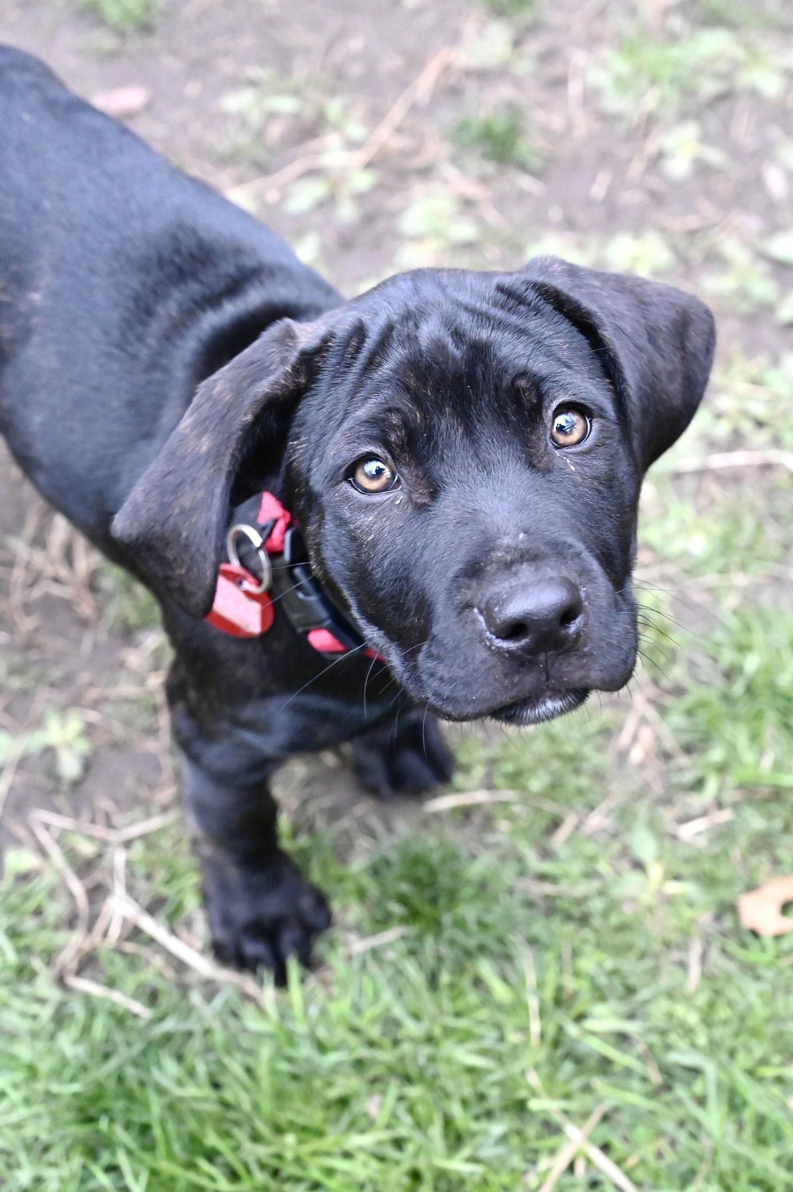 Enlarge Lady Wings-of-Love *LOCAL*, a Adoptable mixed breed in Wakefield, RI image 1/3