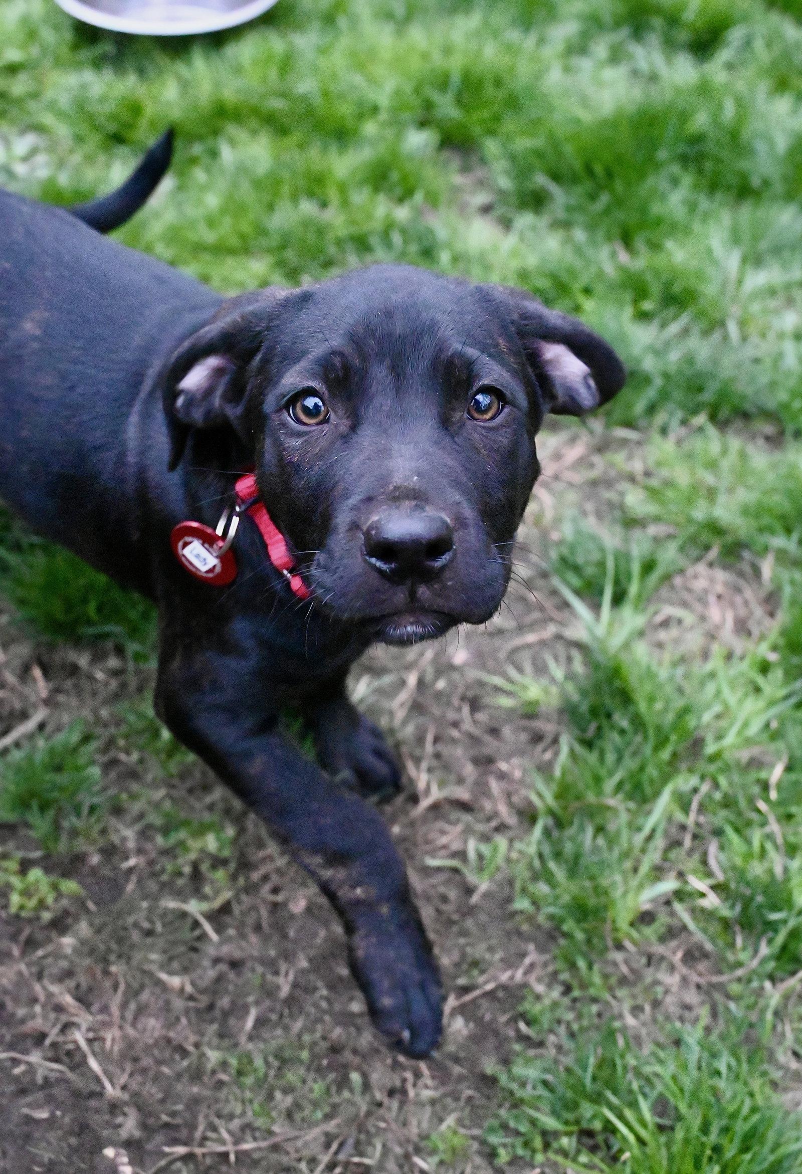 Enlarge Lady Wings-of-Love *LOCAL*, a Adoptable mixed breed in Wakefield, RI image 3/3