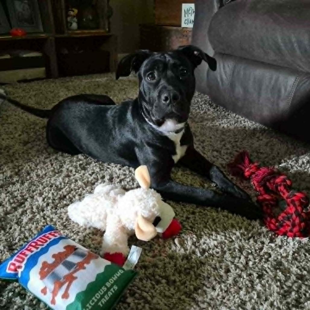 Enlarge Chance, a Adoptable mixed breed in Richmond, IN image 2/6