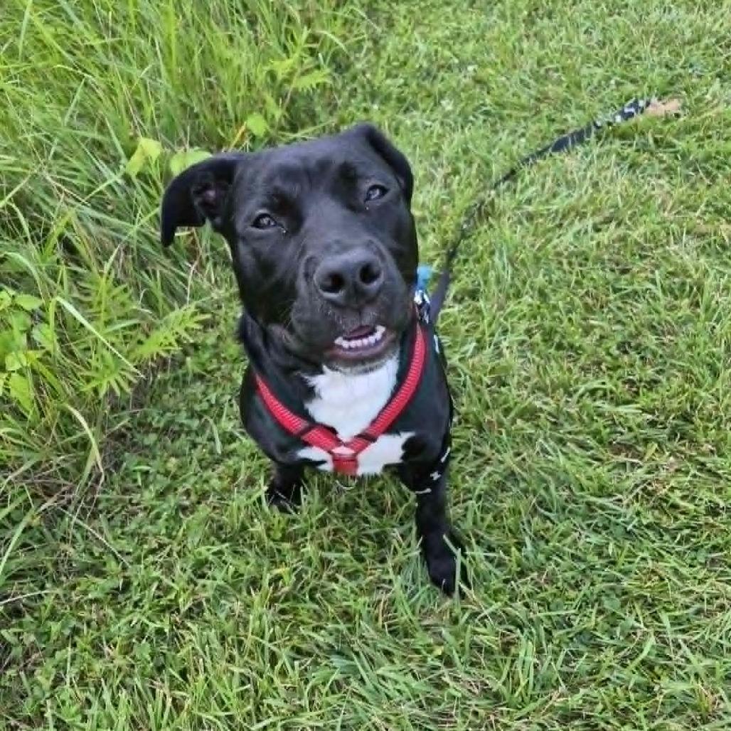 Enlarge Chance, a Adoptable mixed breed in Richmond, IN image 3/6