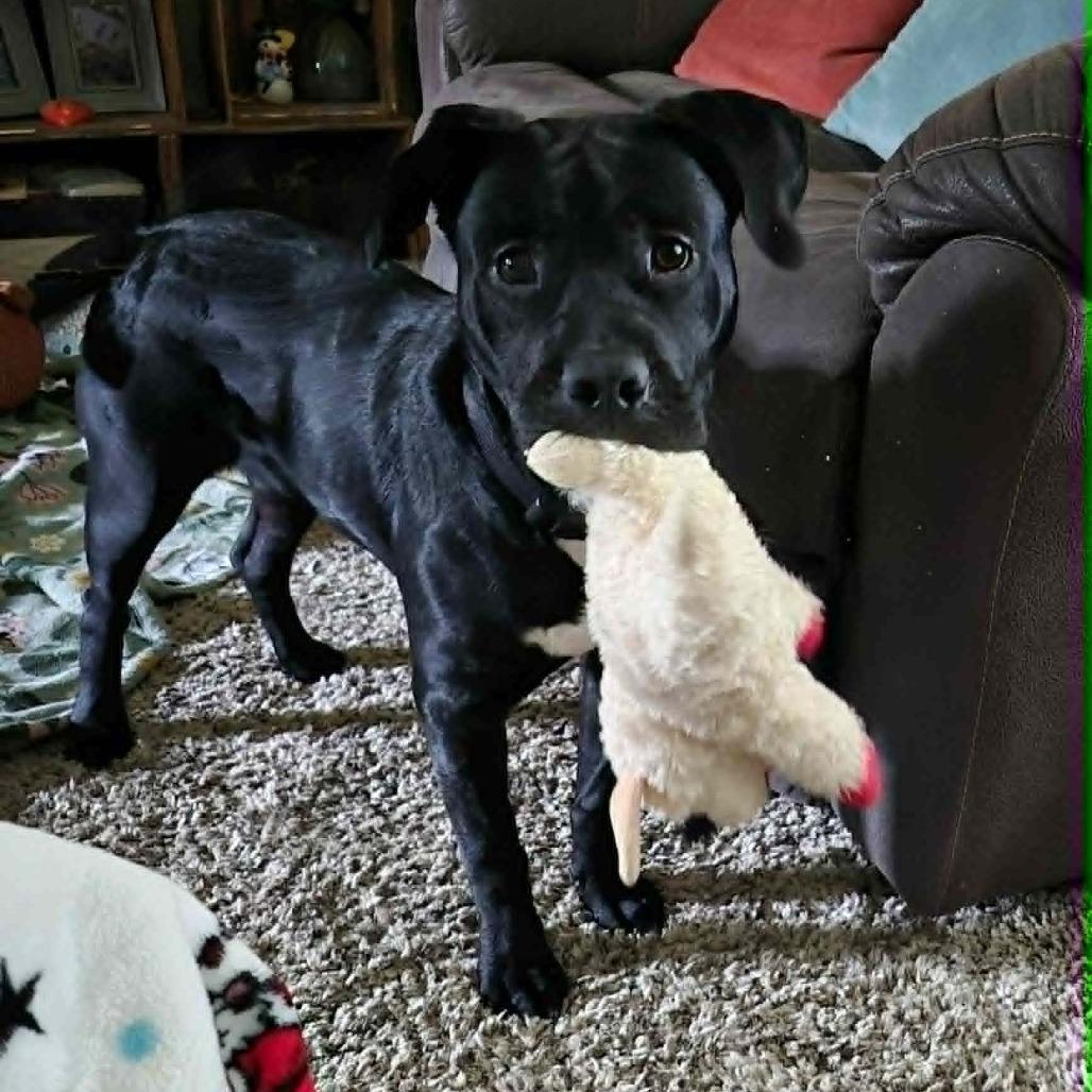 Enlarge Chance, a Adoptable mixed breed in Richmond, IN image 4/6