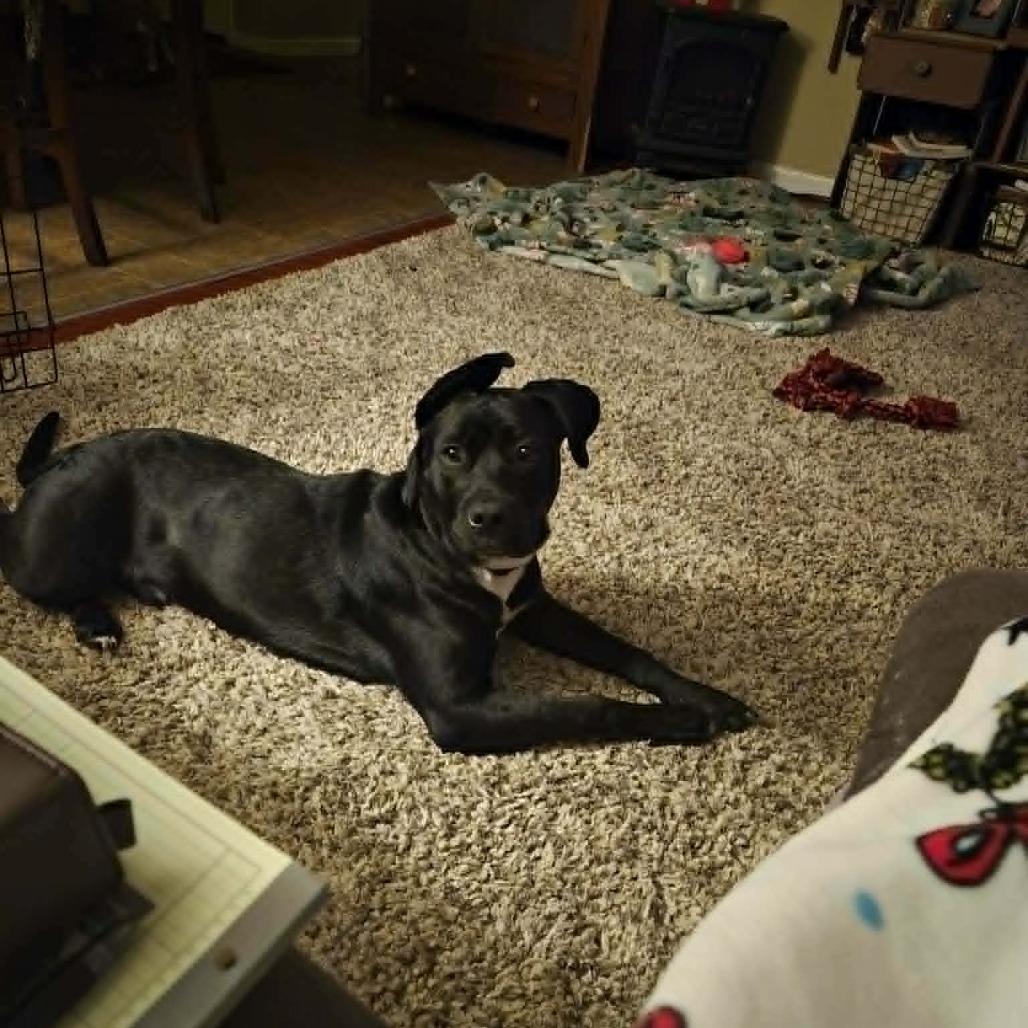 Enlarge Chance, a Adoptable mixed breed in Richmond, IN image 5/6