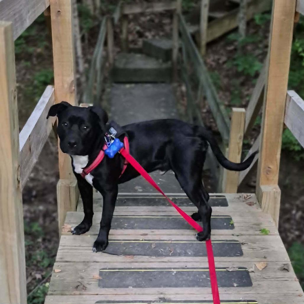 Enlarge Chance, a Adoptable mixed breed in Richmond, IN image 6/6