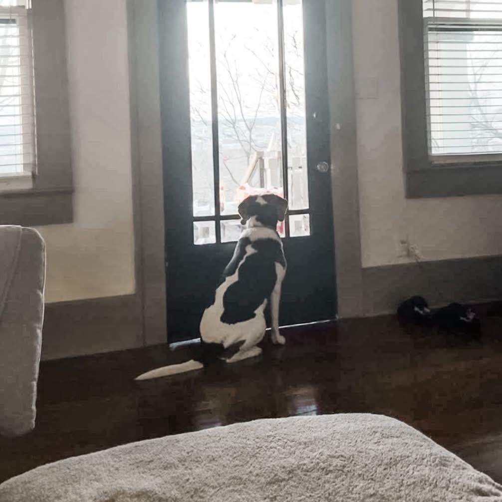 Sally *AVAILABLE IN FOSTER*, Adoptable, Adult Female Mixed Breed.