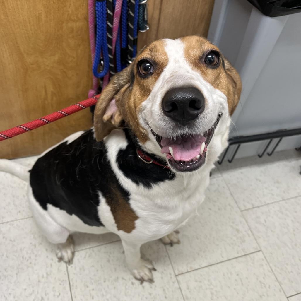 Enlarge Sally(Weekend Warrior), a Adoptable Mixed Breed in Columbiana, AL image 1/1