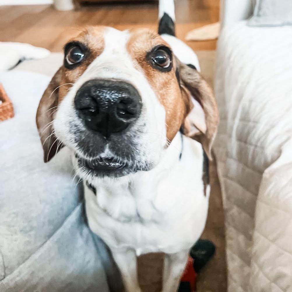 Enlarge Sally *AVAILABLE IN FOSTER*, a Adoptable Mixed Breed in Columbiana, AL image 4/6