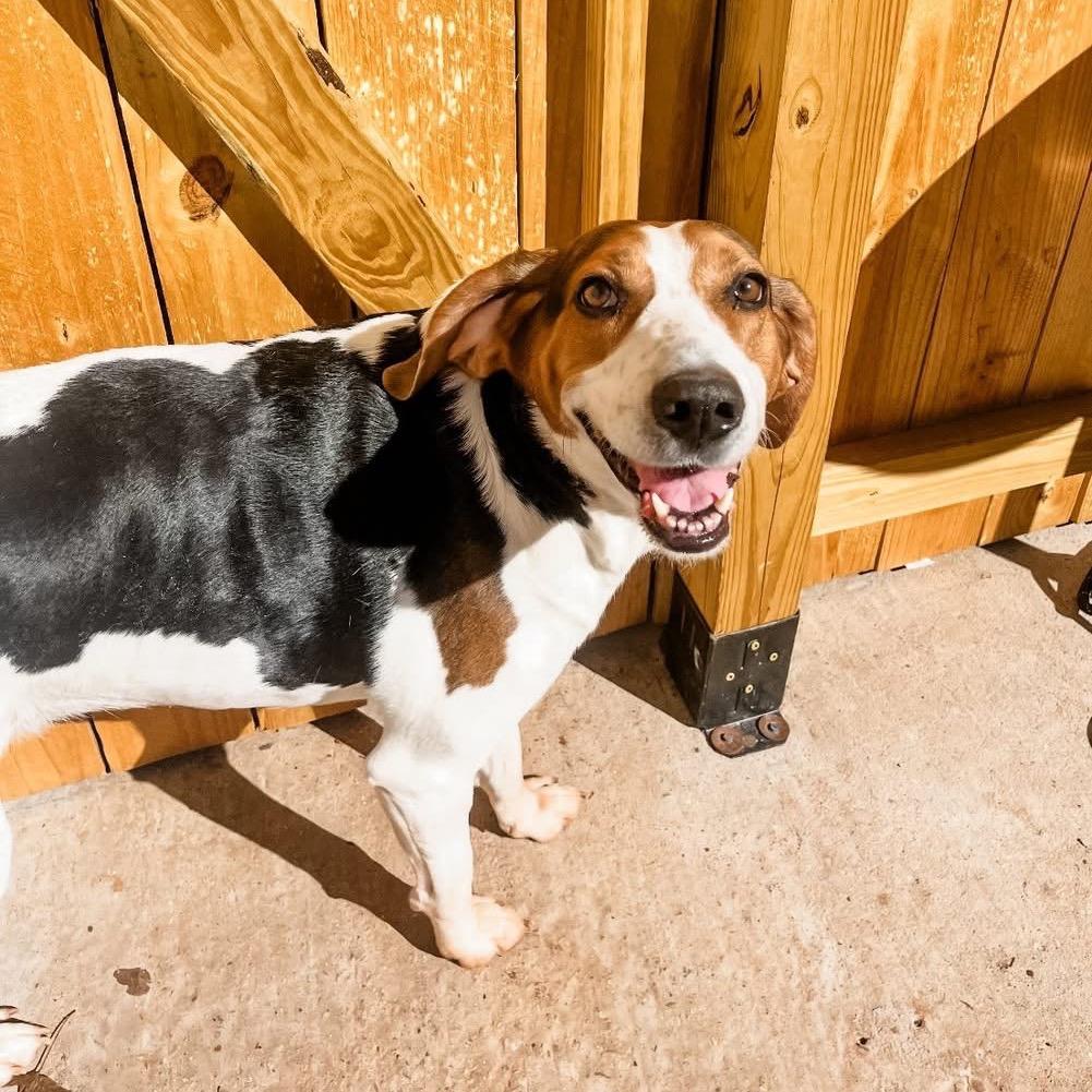 Enlarge Sally *AVAILABLE IN FOSTER*, a Adoptable Mixed Breed in Columbiana, AL image 5/6