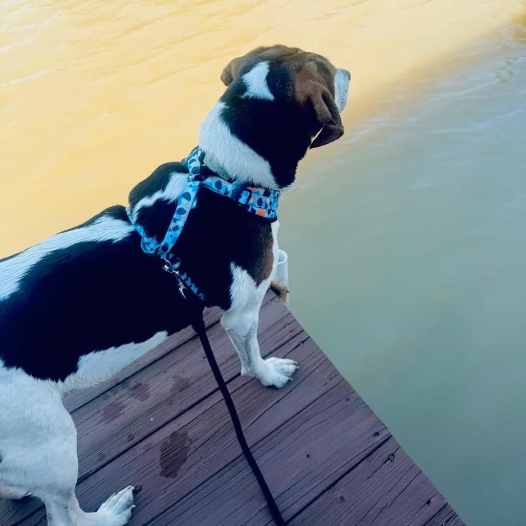 Enlarge Sally *AVAILABLE IN FOSTER*, a Adoptable Mixed Breed in Columbiana, AL image 6/6