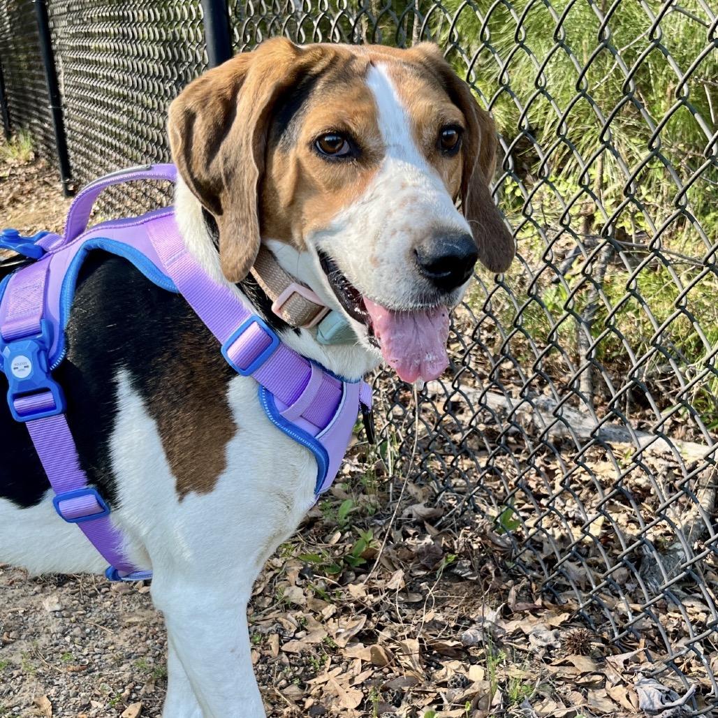 Sally *AVAILABLE IN FOSTER*, a Adoptable Mixed Breed in Columbiana, AL image 6/6