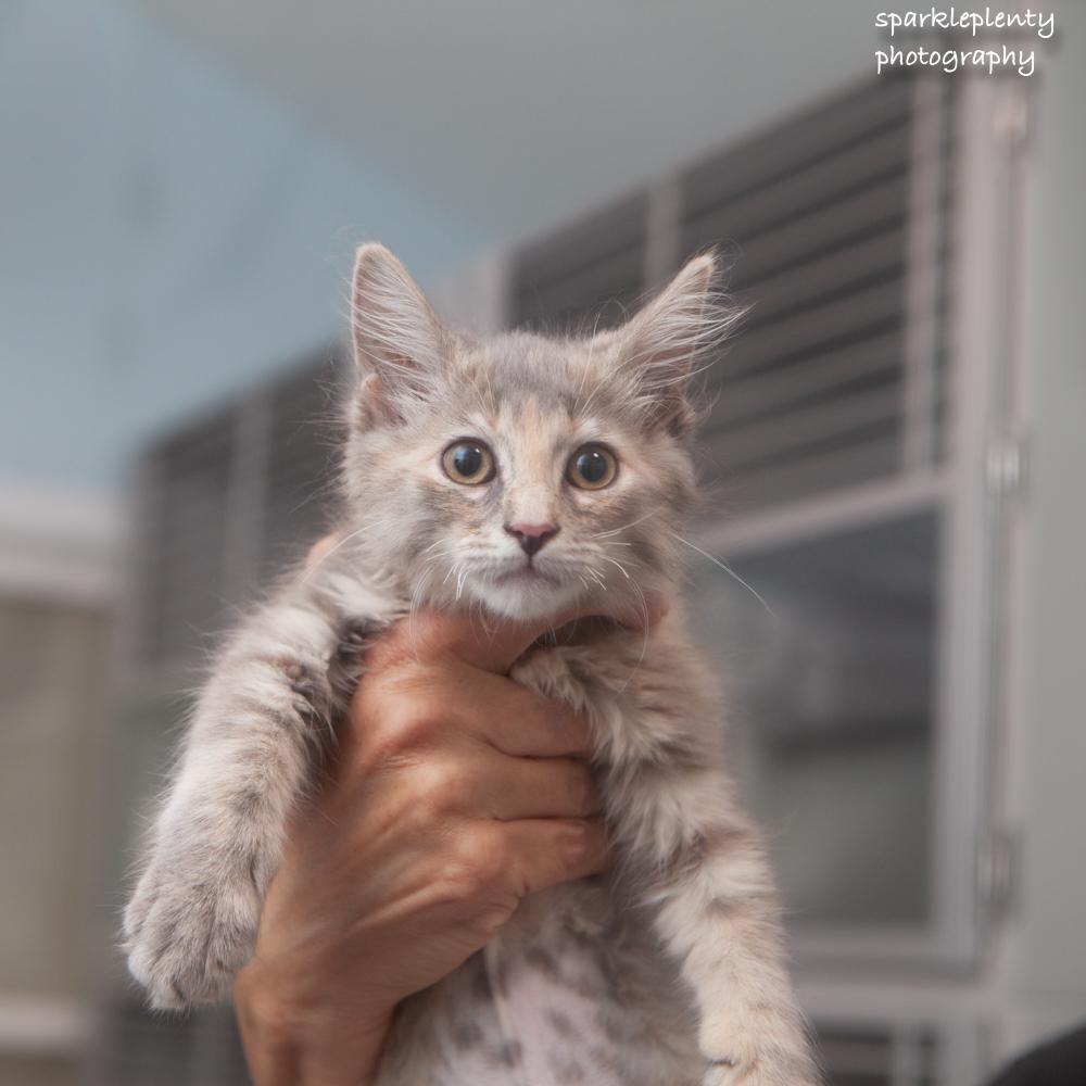 Lovie, an adopted Domestic Short Hair in Ridgefield, CT image 2/5