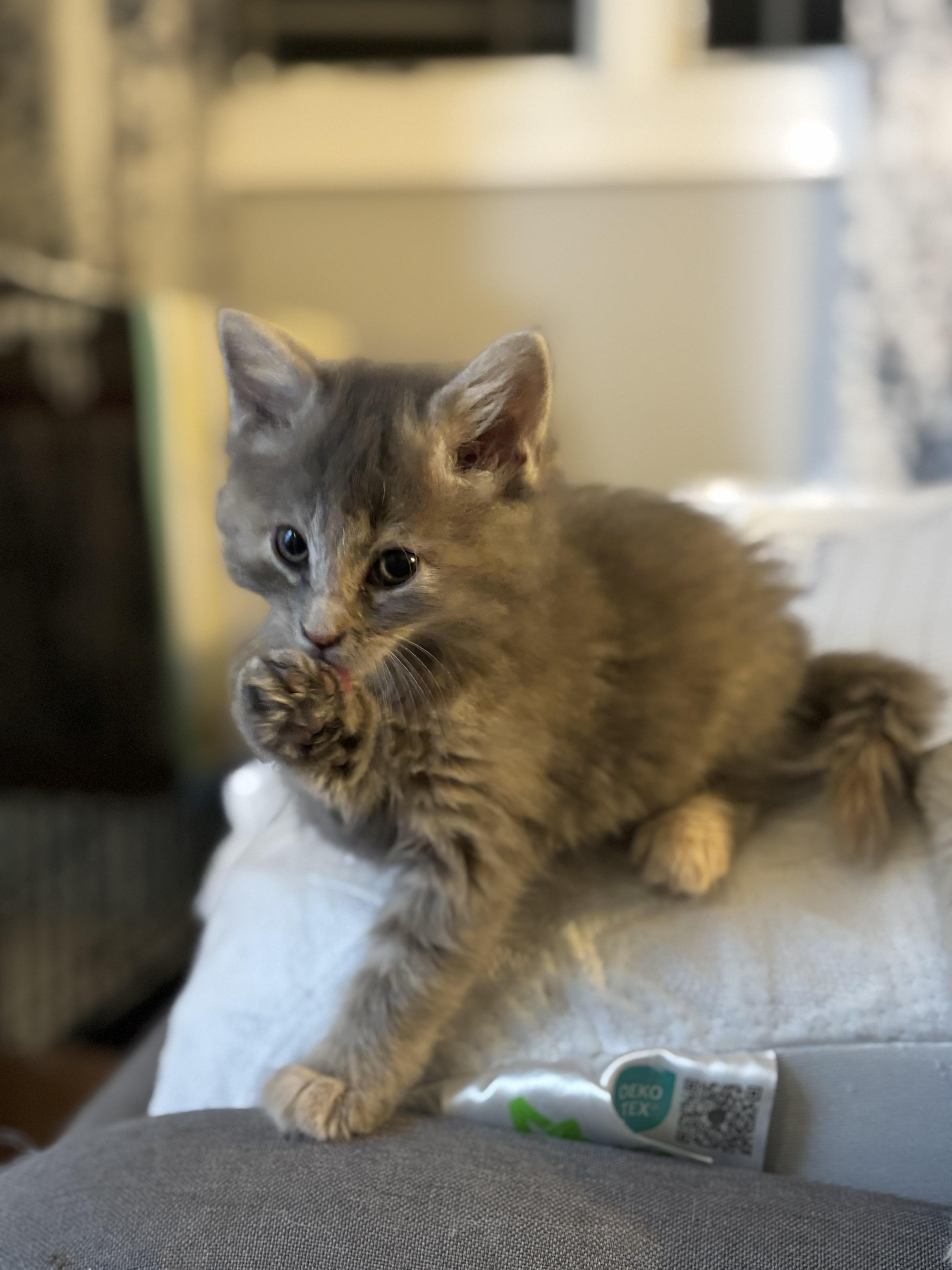 Lovie, an adopted Domestic Short Hair in Ridgefield, CT image 5/5