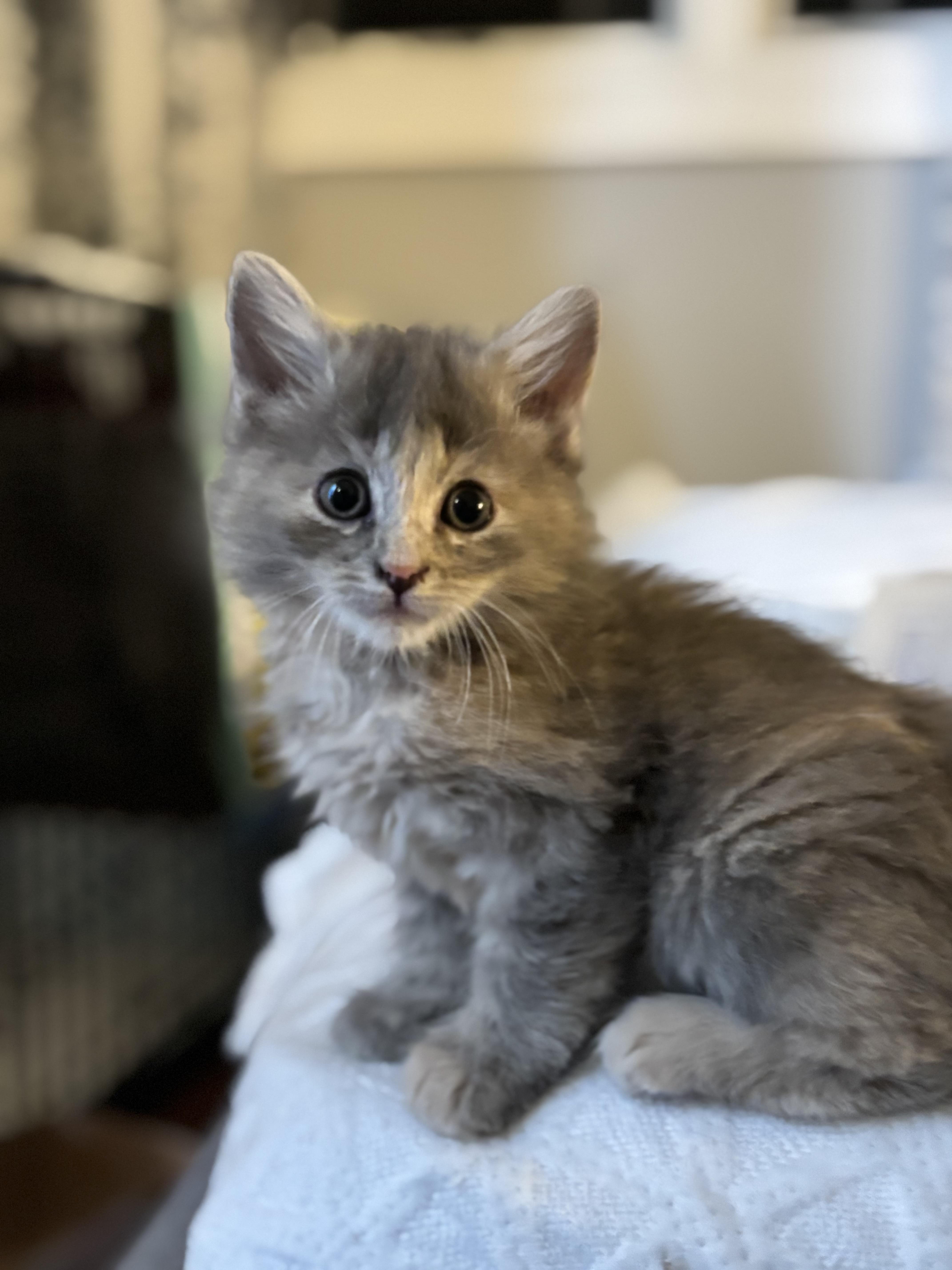 Lovie, an adopted Domestic Short Hair in Ridgefield, CT image 3/5