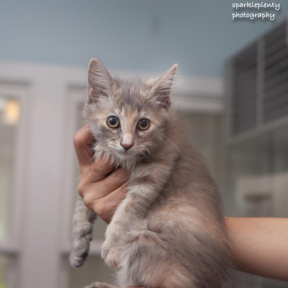 Lovie, adopted, Kitten Female Domestic Short Hair.