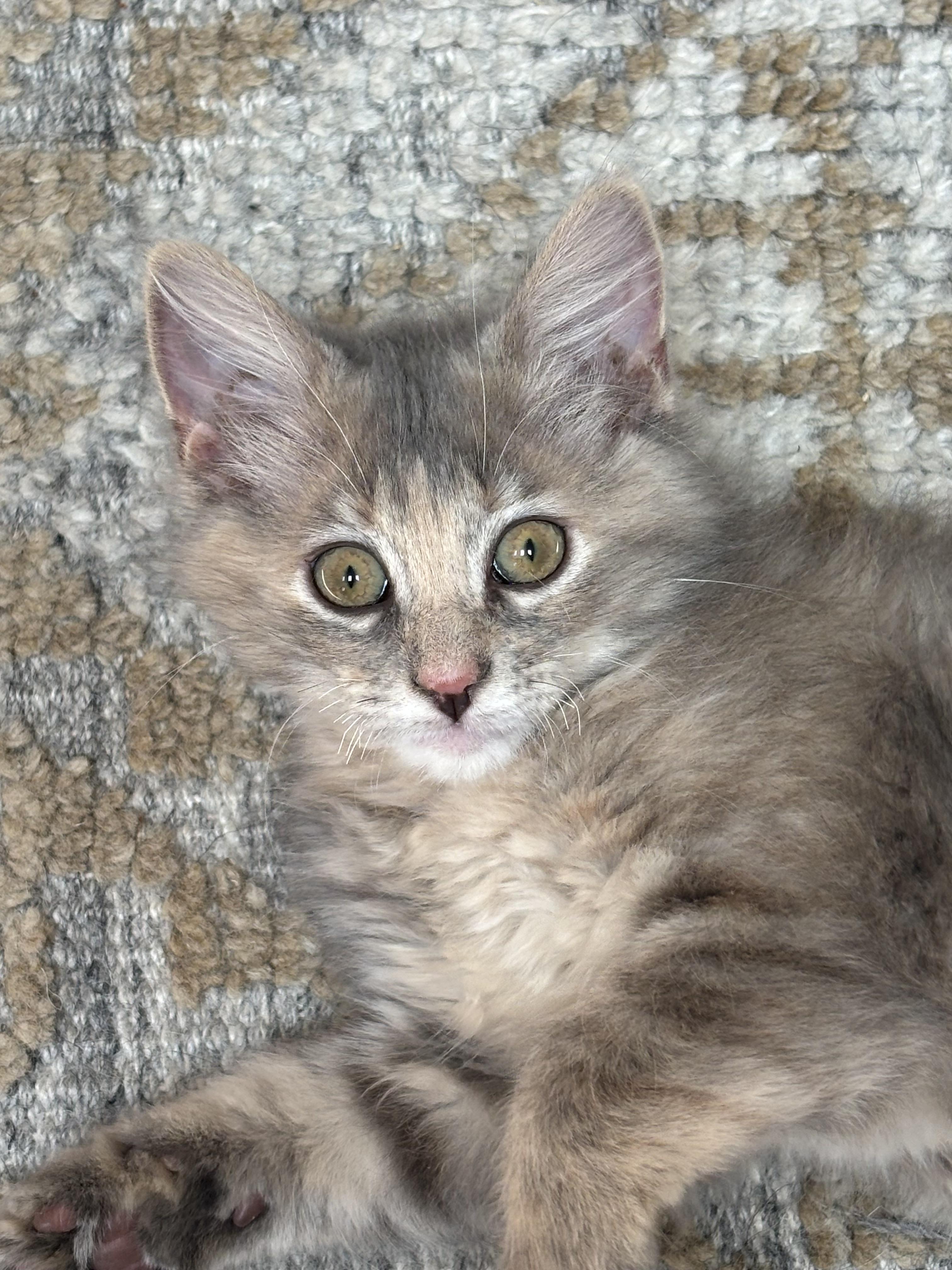 Lovie, an adopted Domestic Short Hair in Ridgefield, CT image 4/5
