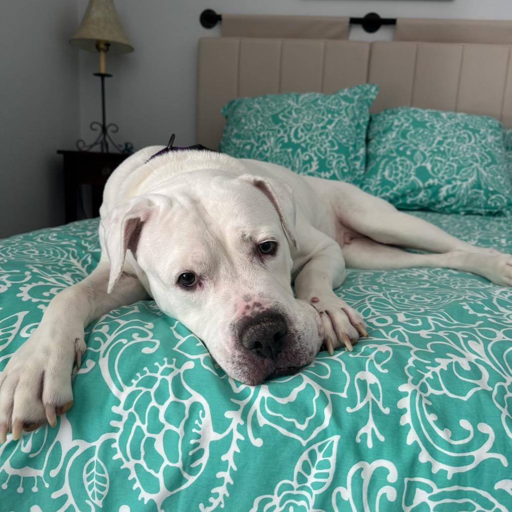 Enlarge Marley, a Adoptable American Bulldog in Parkton, MD image 1/6