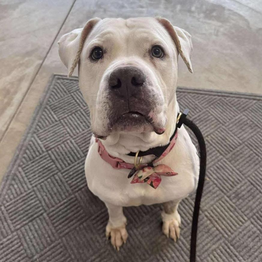 Enlarge Marley, a Adoptable American Bulldog in Parkton, MD image 2/6