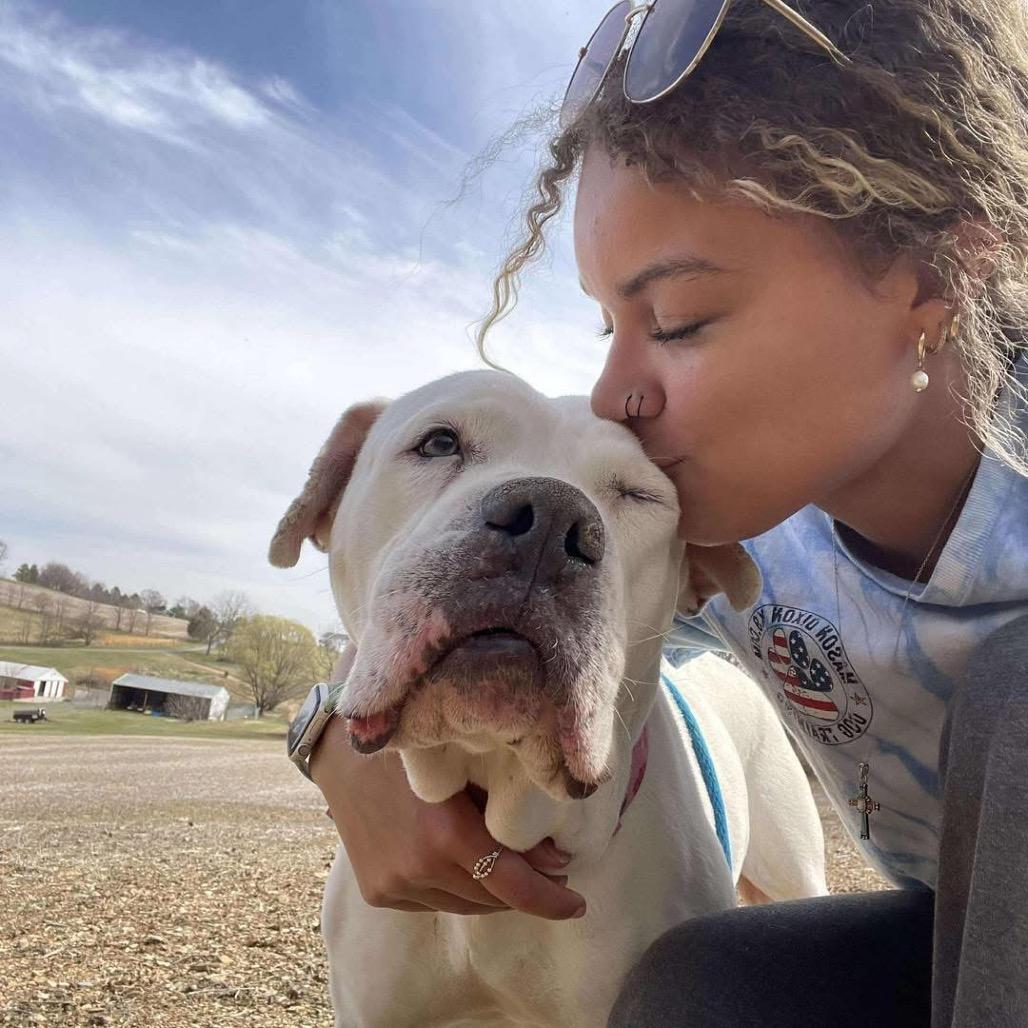 Enlarge Marley, a Adoptable American Bulldog in Parkton, MD image 3/6