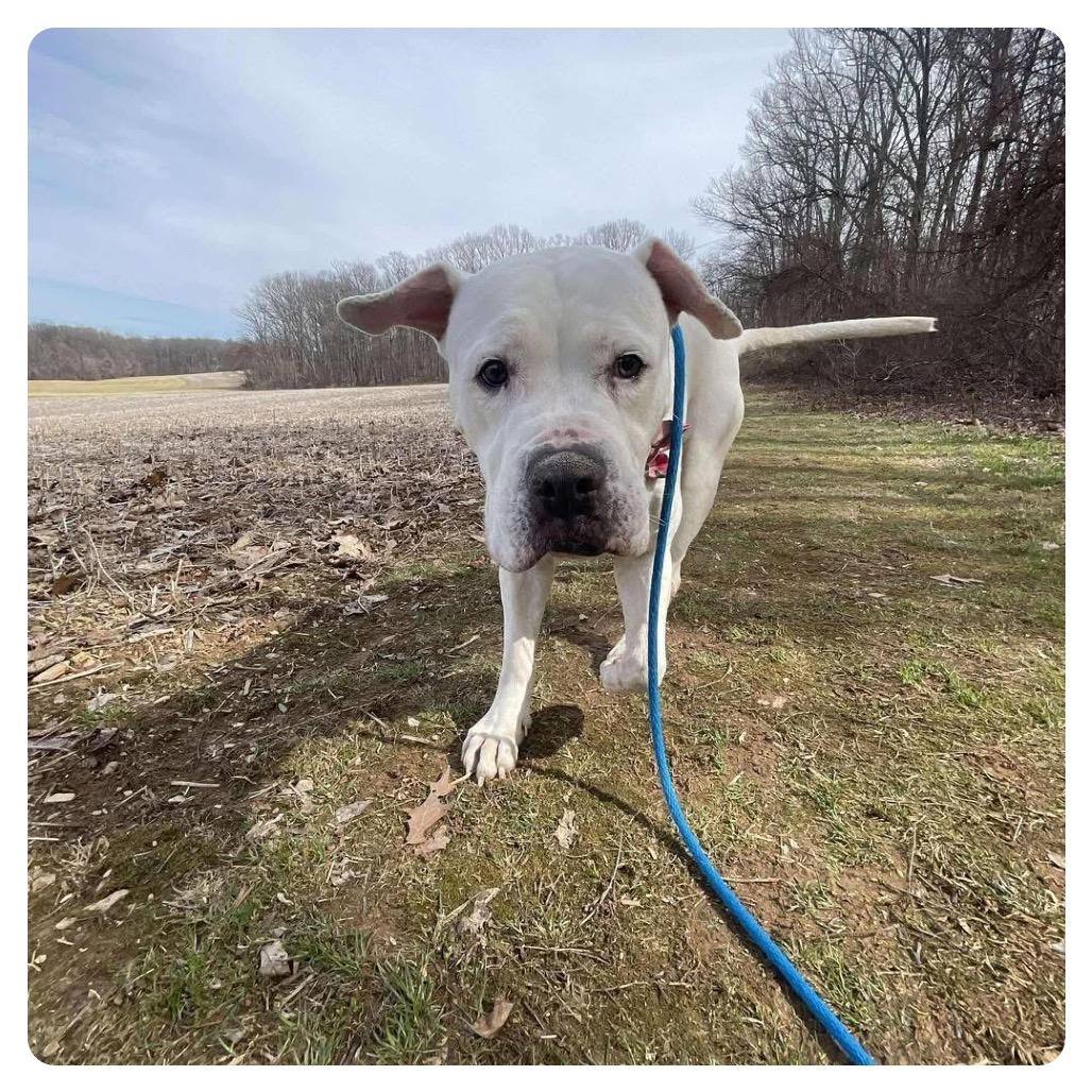 Enlarge Marley, a Adoptable American Bulldog in Parkton, MD image 4/6