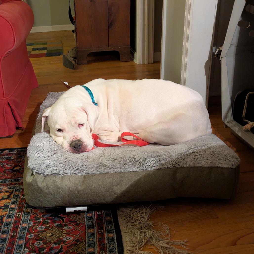 Enlarge Marley, a Adoptable American Bulldog in Parkton, MD image 5/6