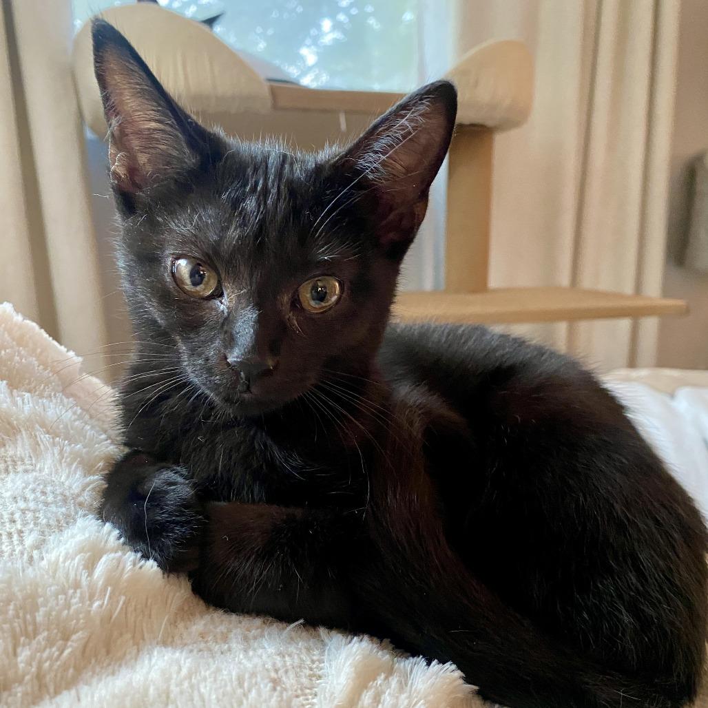 Enlarge Nora, a Adoptable Domestic Short Hair in Herrin, IL image 6/6