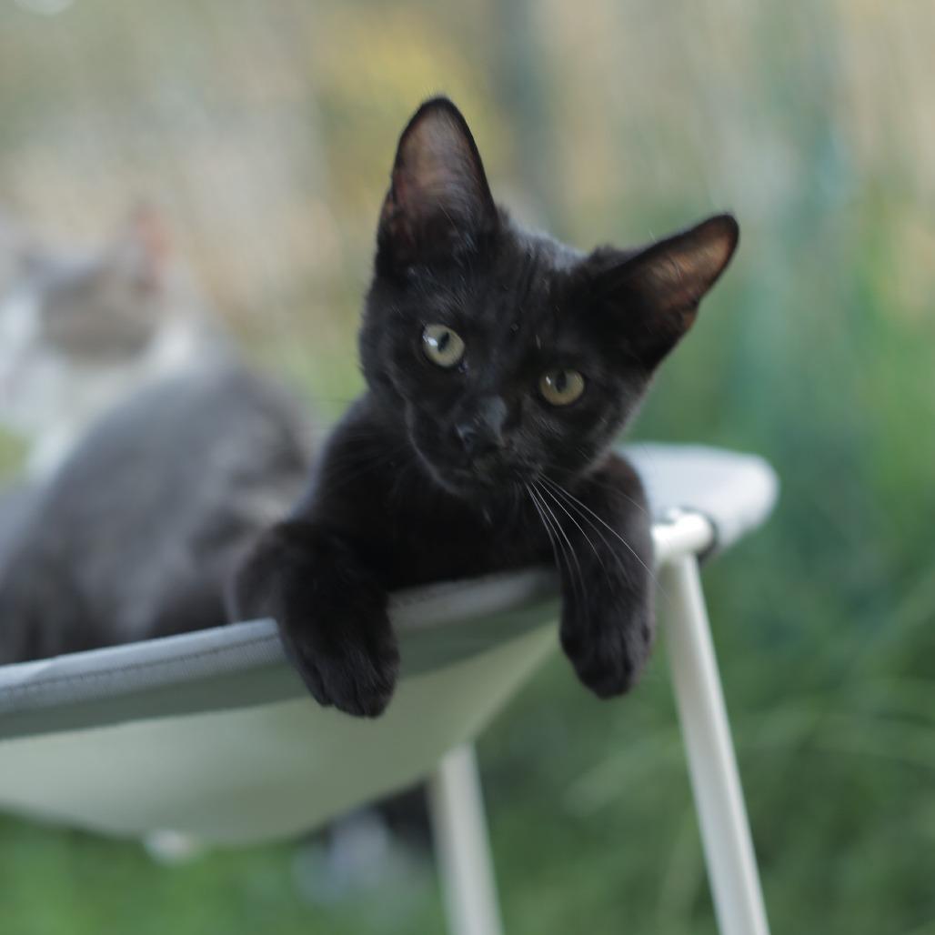 Enlarge Nora, a Adoptable Domestic Short Hair in Herrin, IL image 1/6