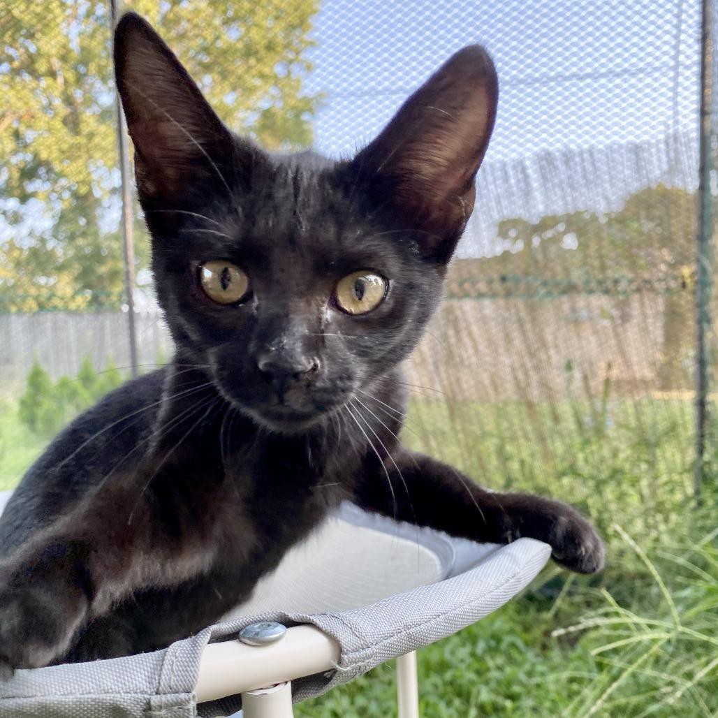 Enlarge Nora, a Adoptable Domestic Short Hair in Herrin, IL image 2/6