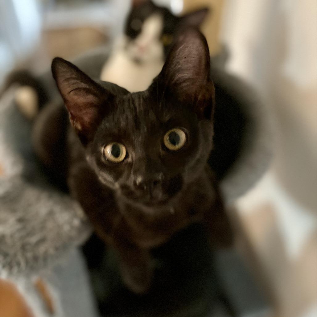 Enlarge Nora, a Adoptable Domestic Short Hair in Herrin, IL image 3/6