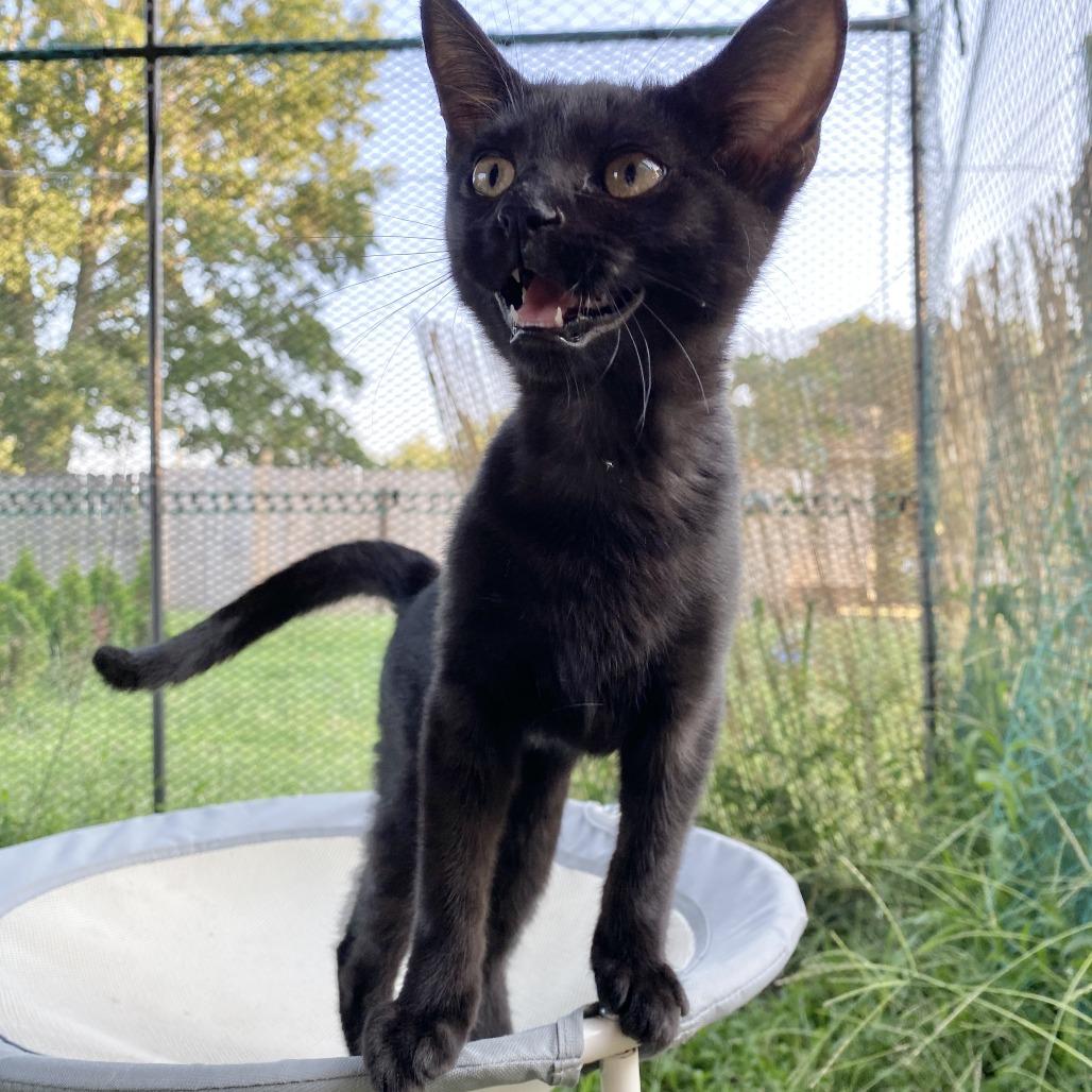 Nora, Adoptable, Kitten Female Domestic Short Hair.