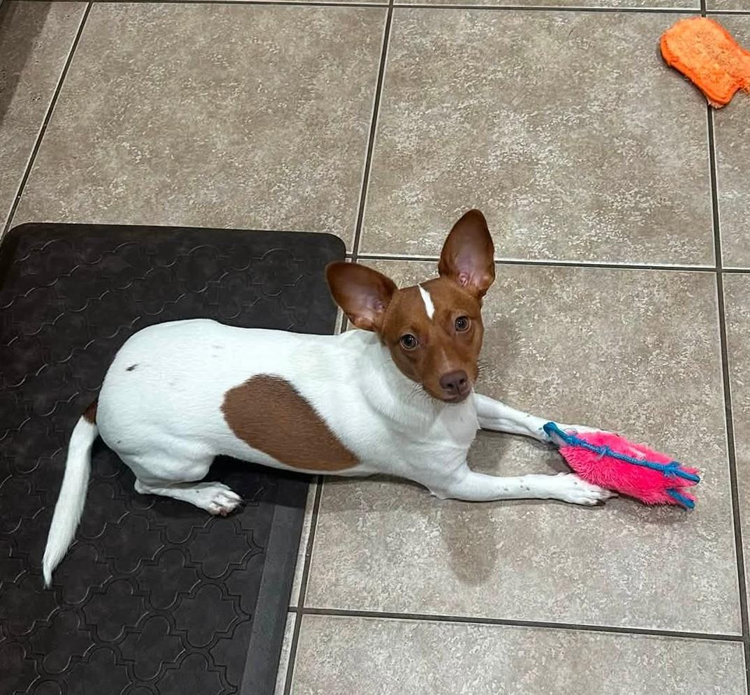 Enlarge Pearl, a ADOPTABLE mixed breed in Oakdale, CA image 2/4