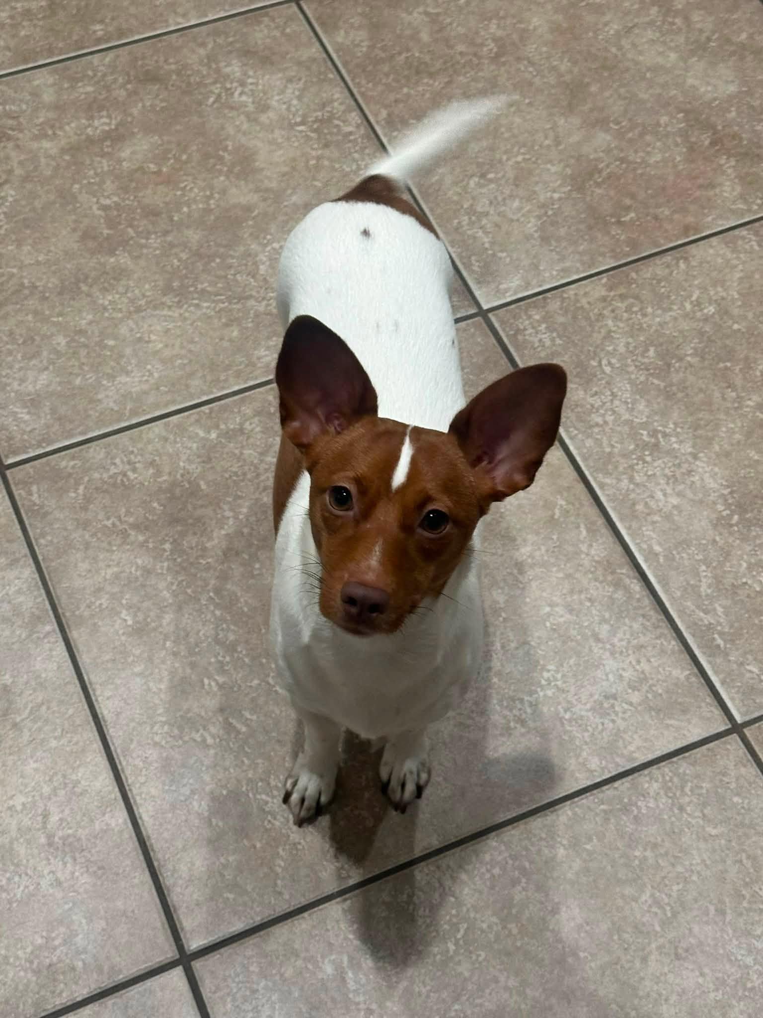 Pearl, ADOPTABLE, Adult Female Chihuahua.