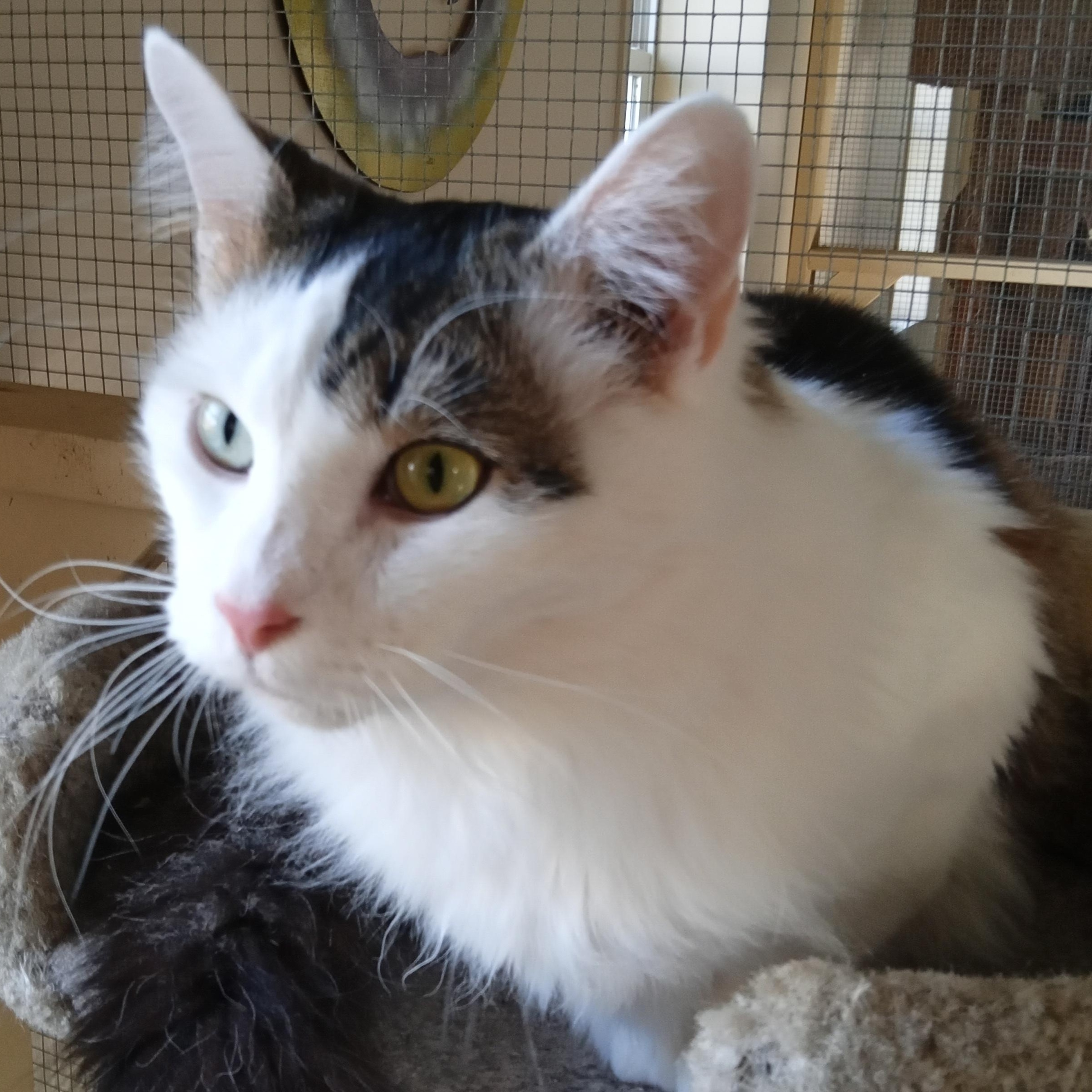 Fluff — thumbnail 2