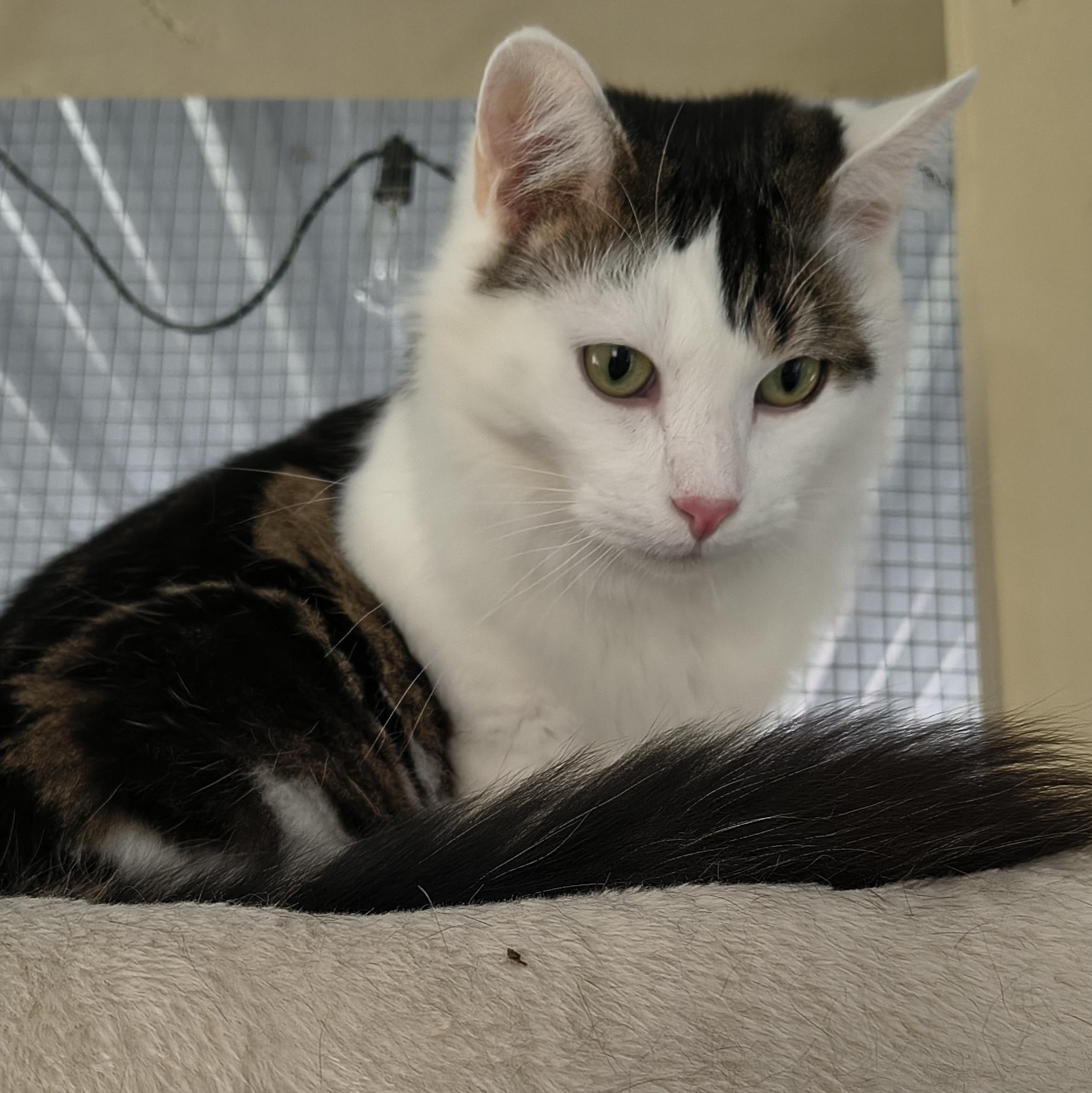 Fluff — thumbnail 3