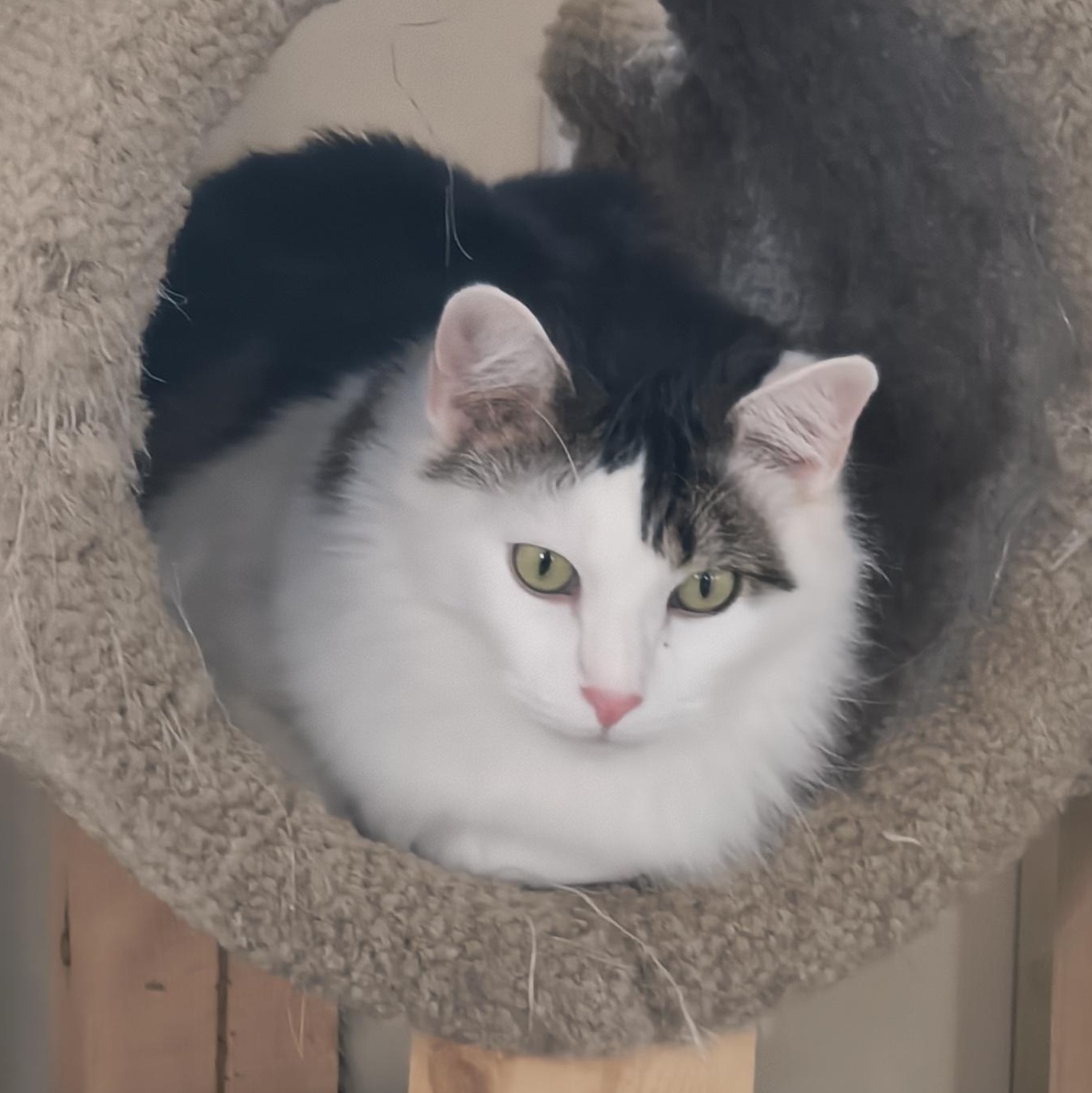 Fluff — thumbnail 4