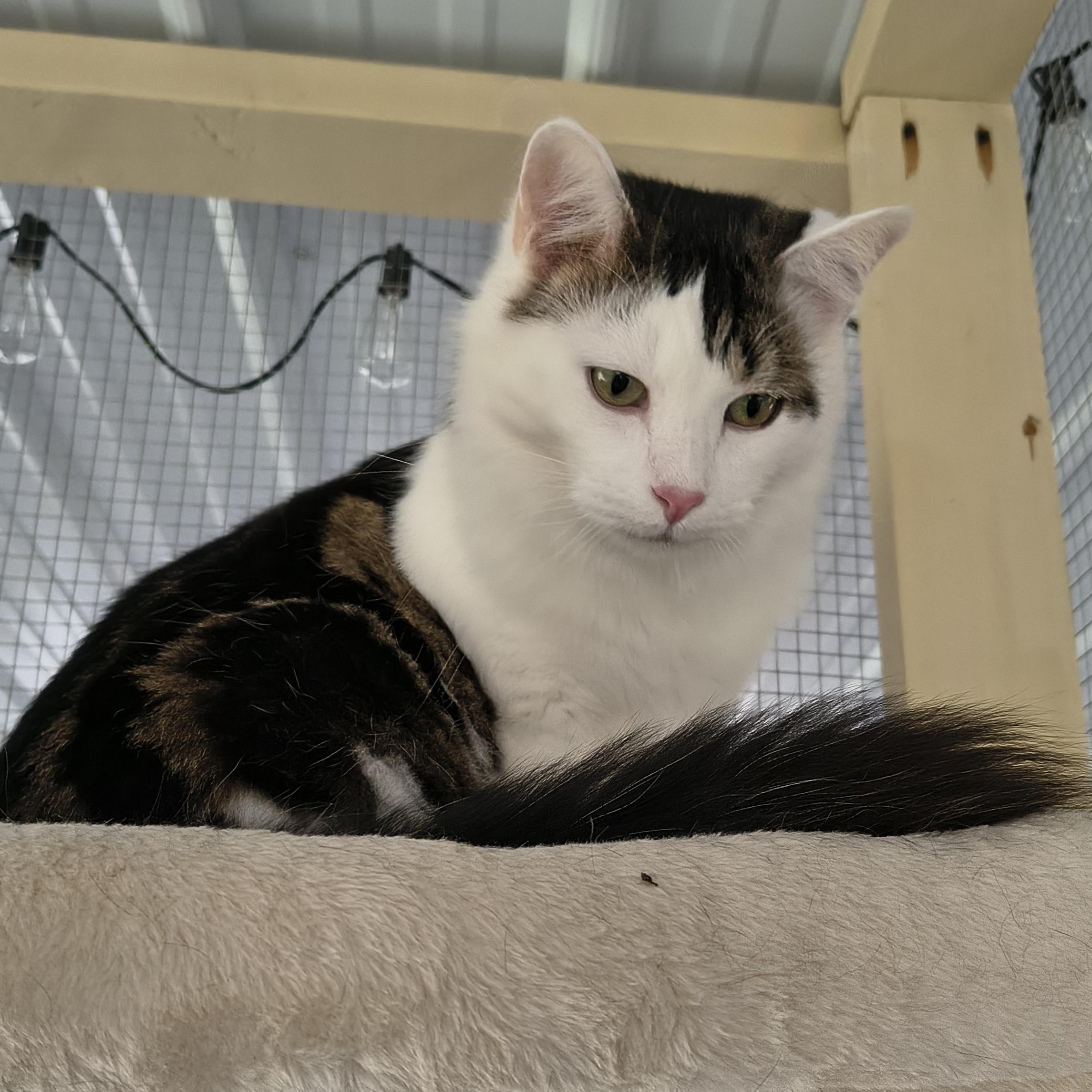 Fluff — thumbnail 5