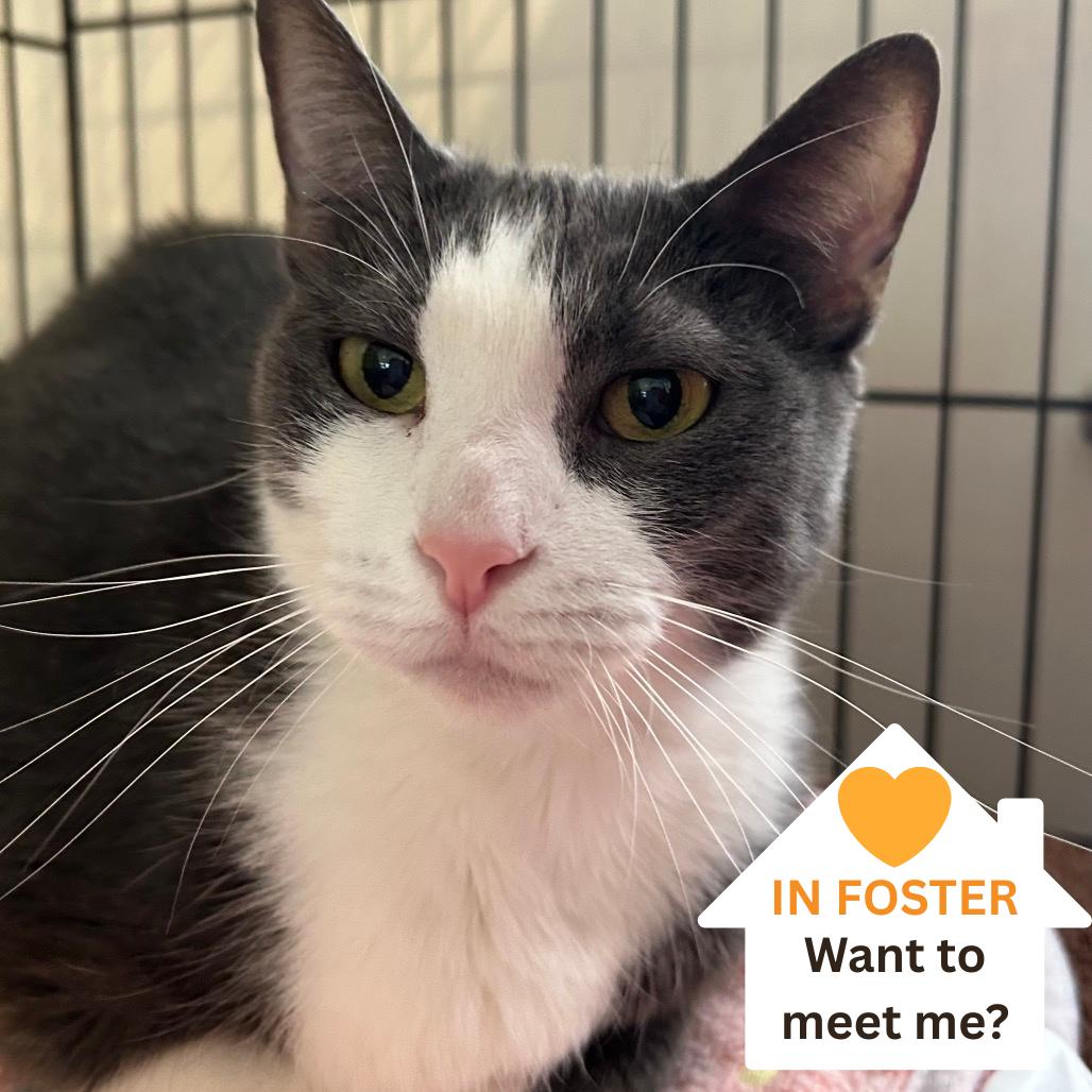 Lola, Adoptable, Adult Female Domestic Short Hair.